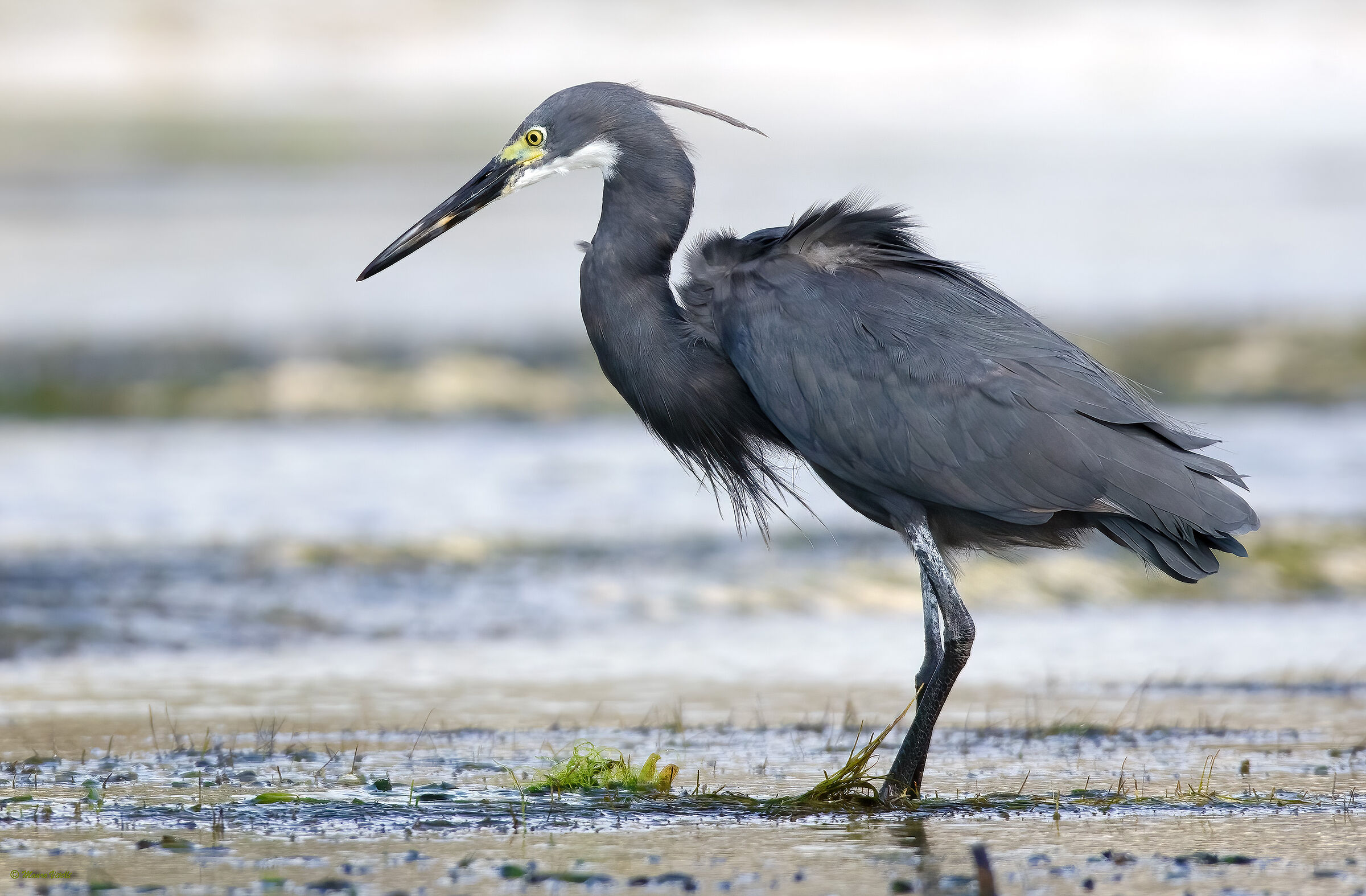 Schistacean heron dark morphism (egretta gularis)
