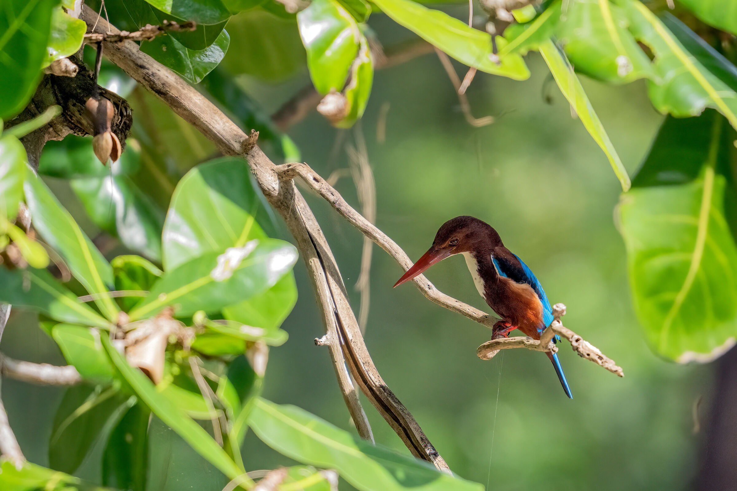 White Throat Kingfisher