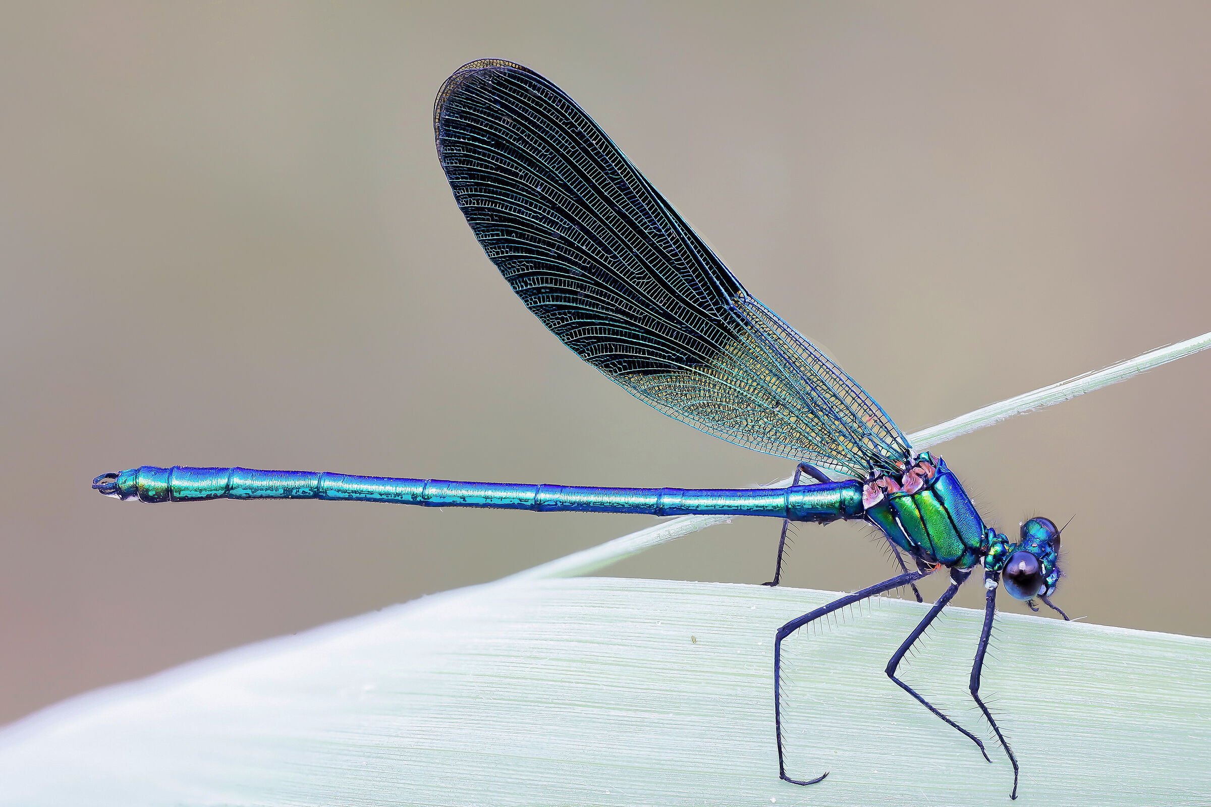 Calopteryx splendens