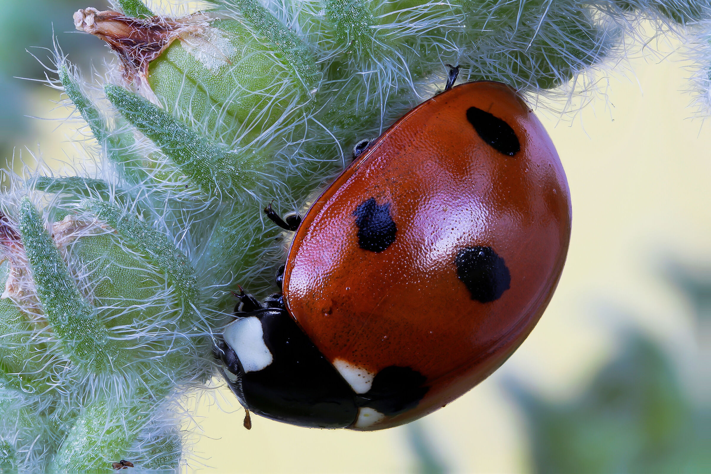 Coccinella septempunctata