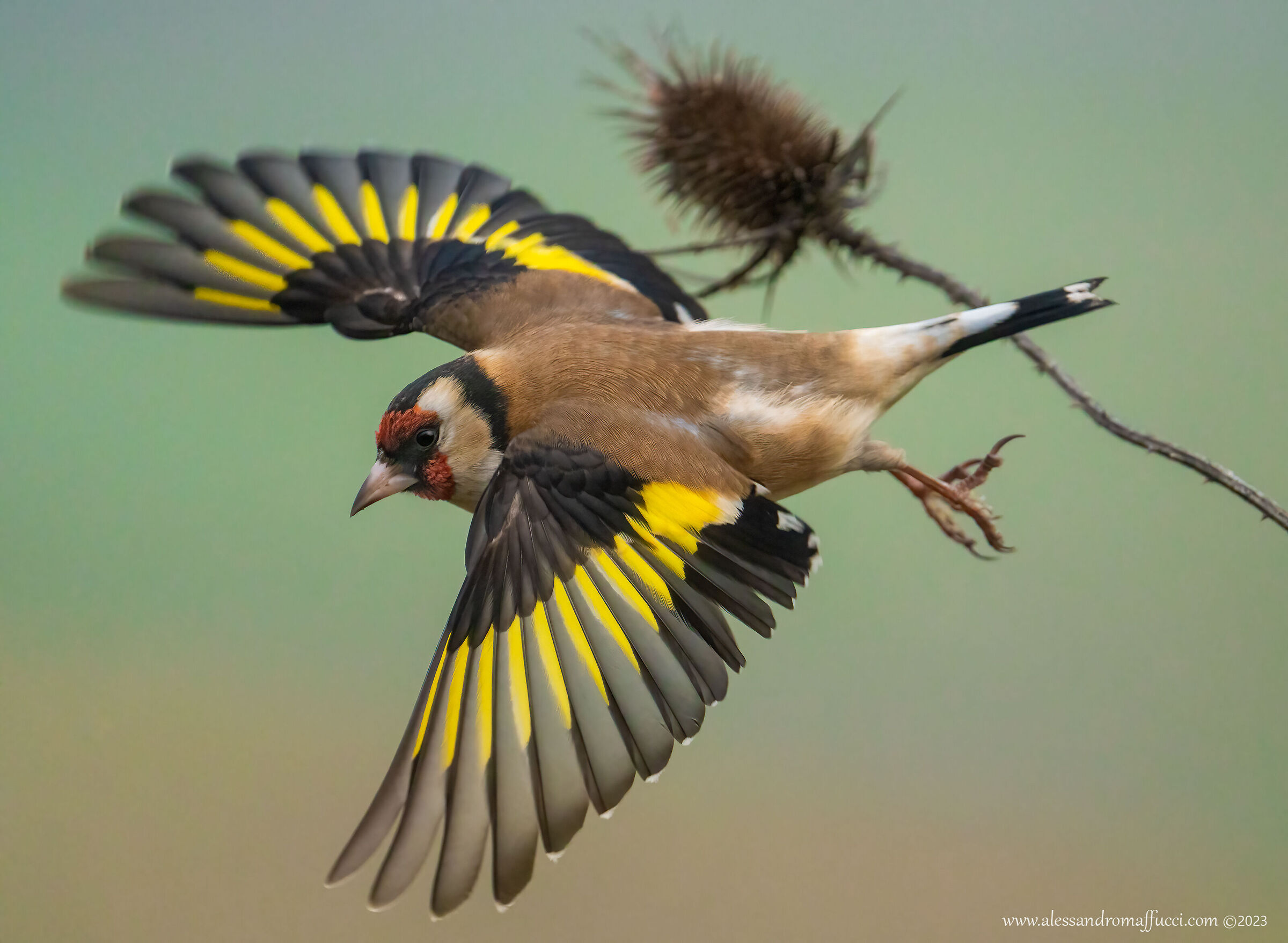 Lo stacco del cardellino
