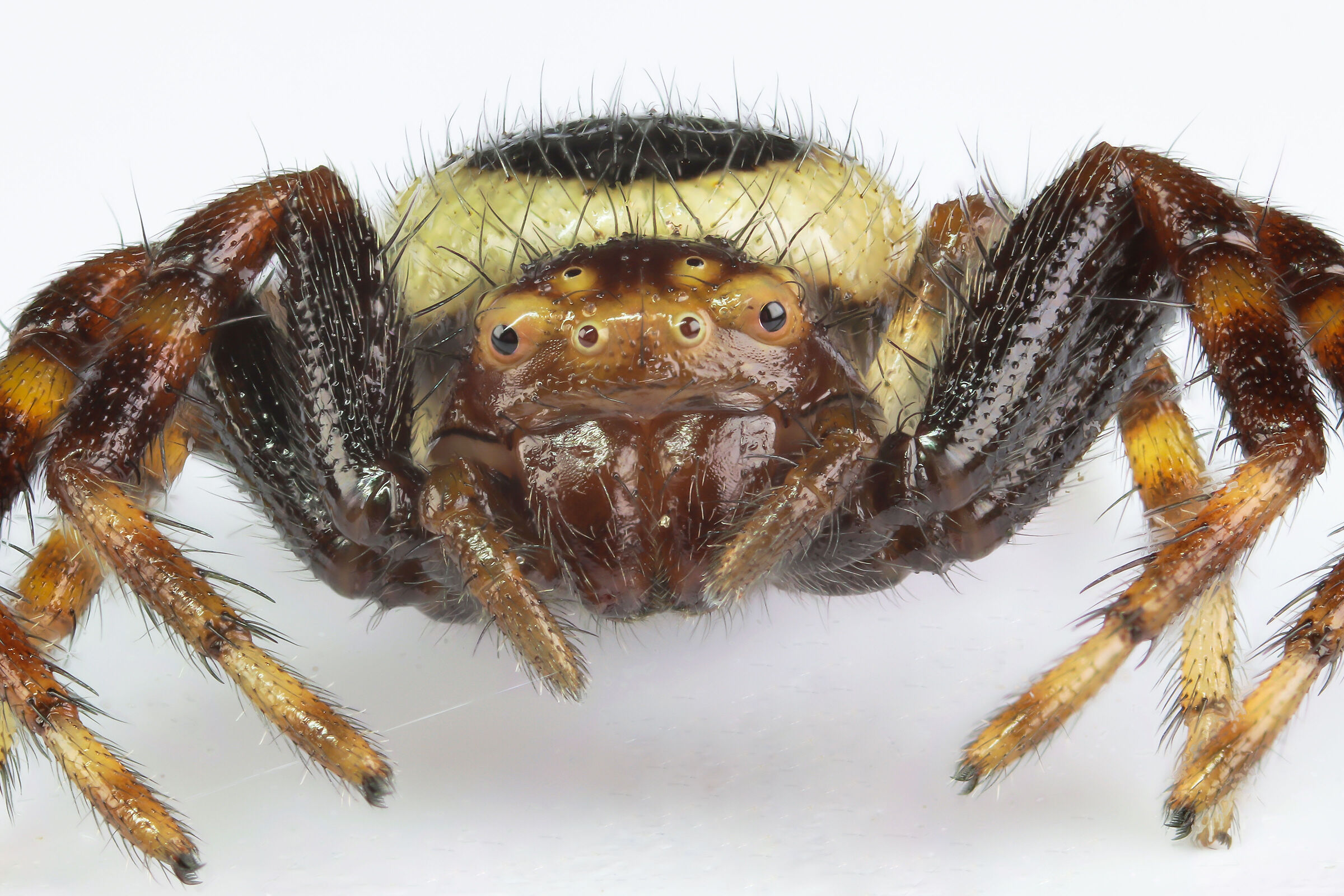 Synema globosum (ragno Napoleone)