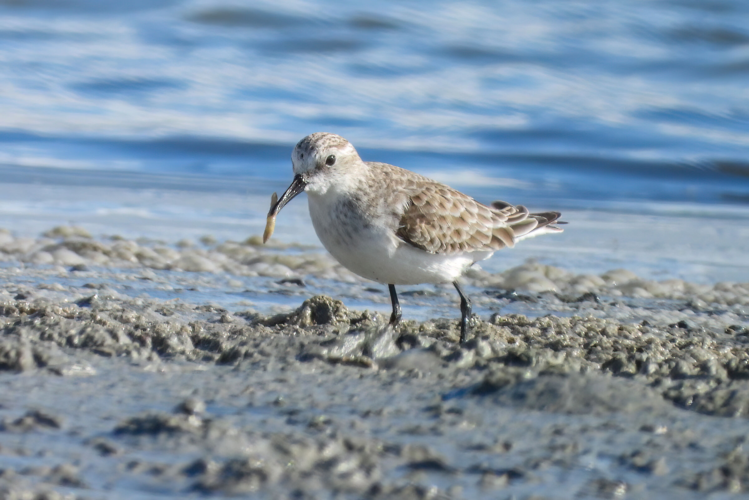 Curlew sandpiper
