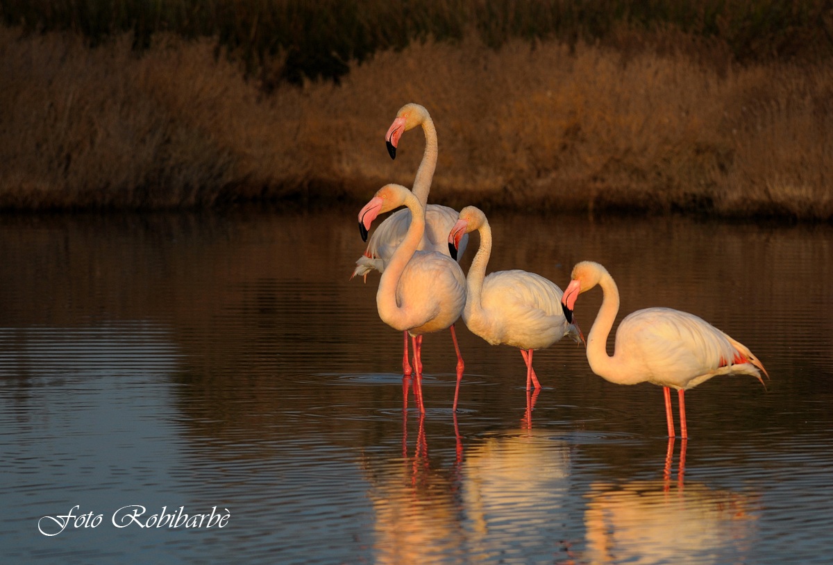 Fenicotteri.... ore 6,30...