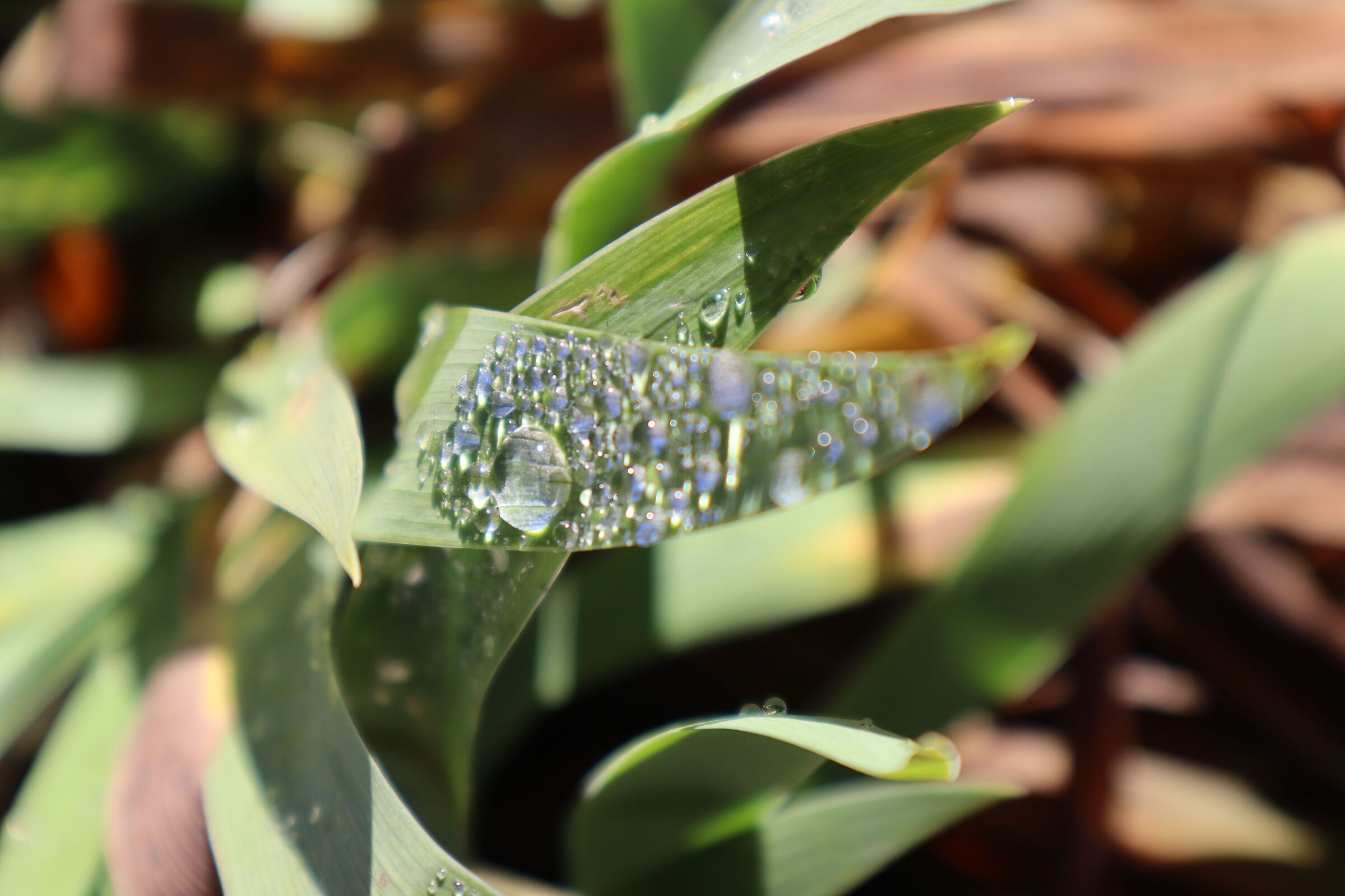 Drops on the leaf