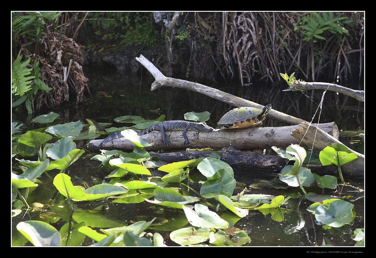 everglades 12