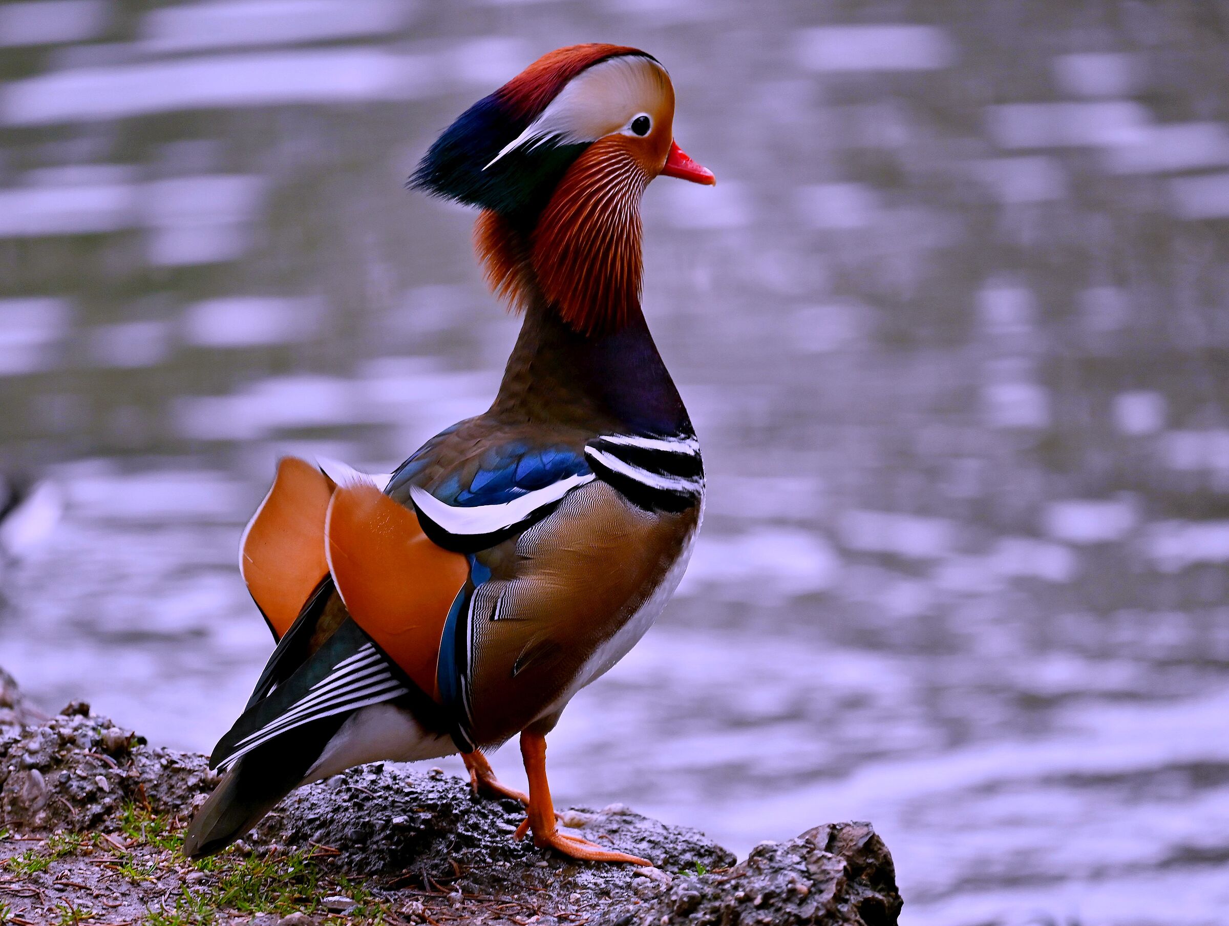 Mandarin duck - Pond Villa Reale Monza 2