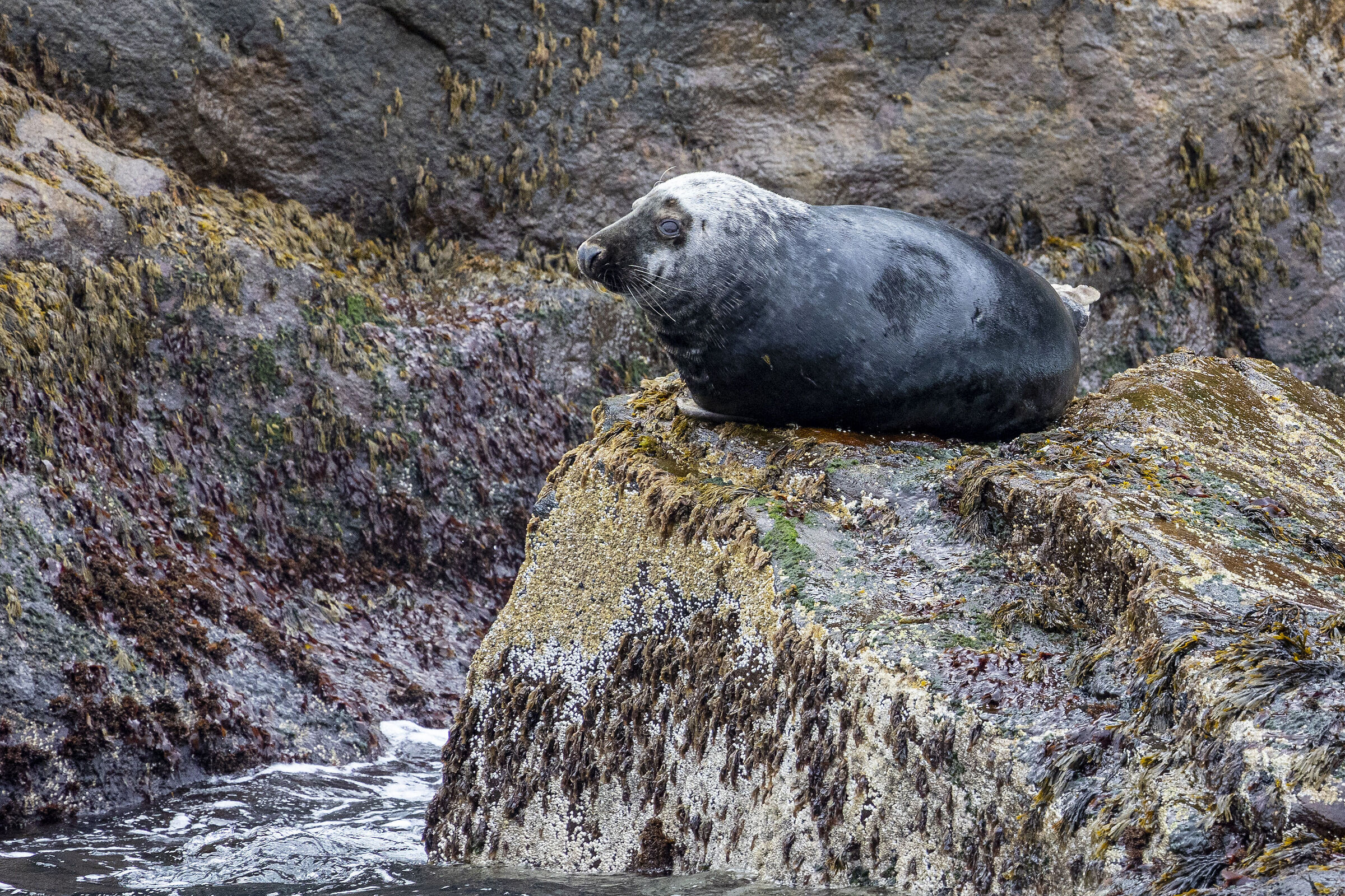 Foca Gjesvær