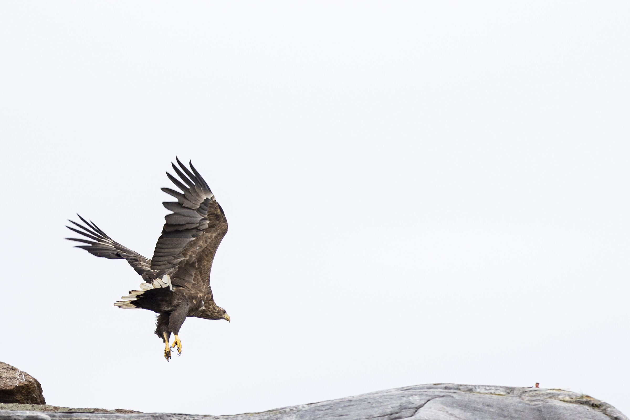 Aquila coda bianca