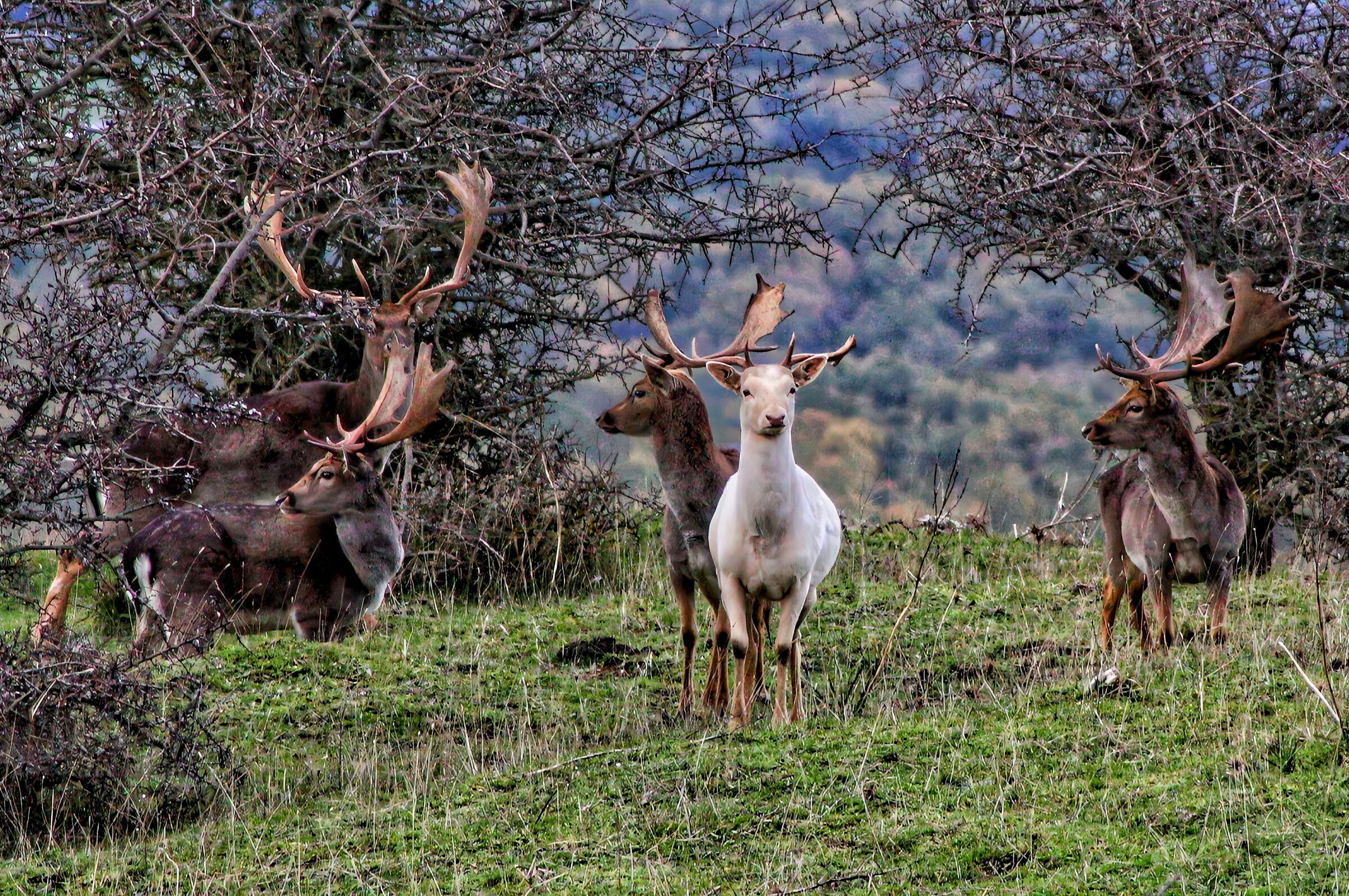 The white fallow deer leader of the pack