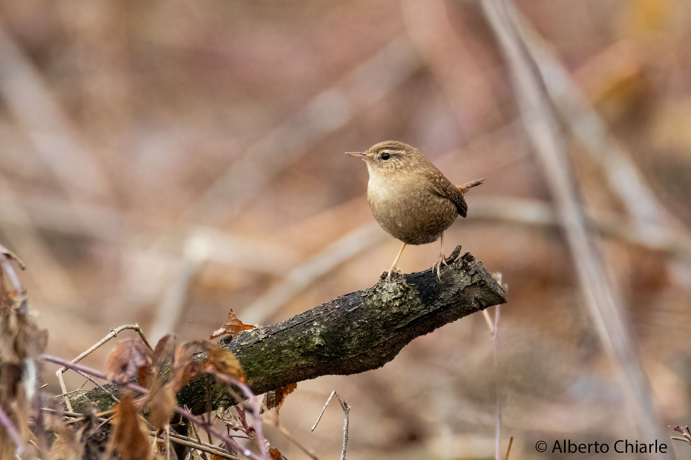Wren (Troglodytes troglodytes)