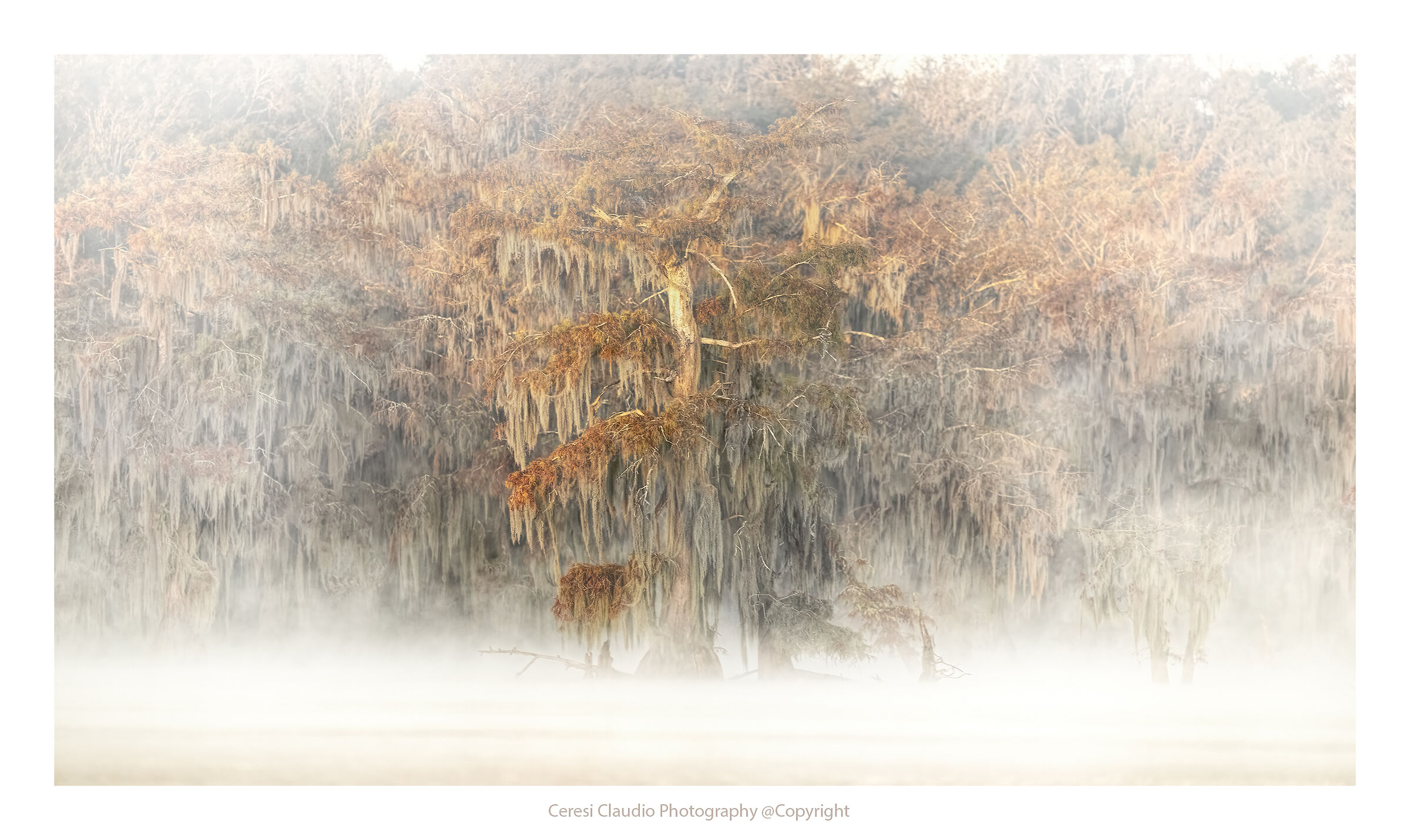 Cypress trees in the fog