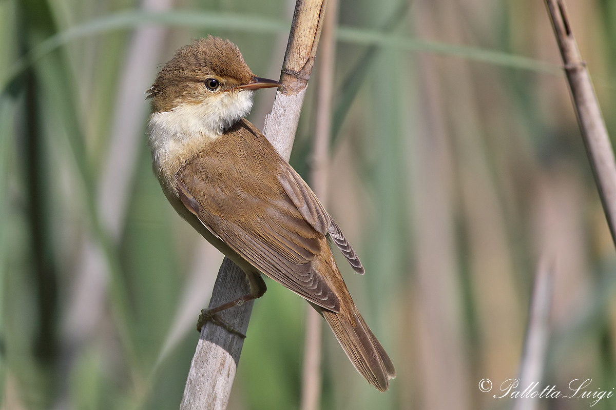 Reed Warbler (Acrocephalus scirpaceus)