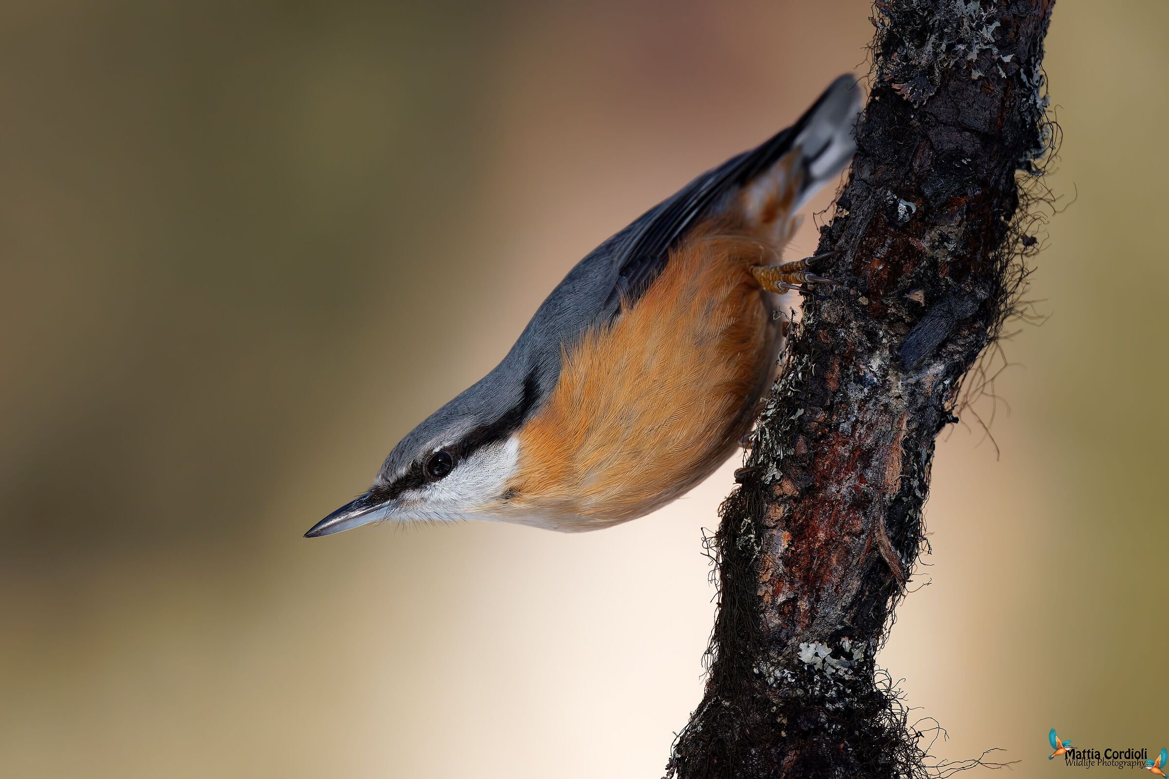 wood nuthatch