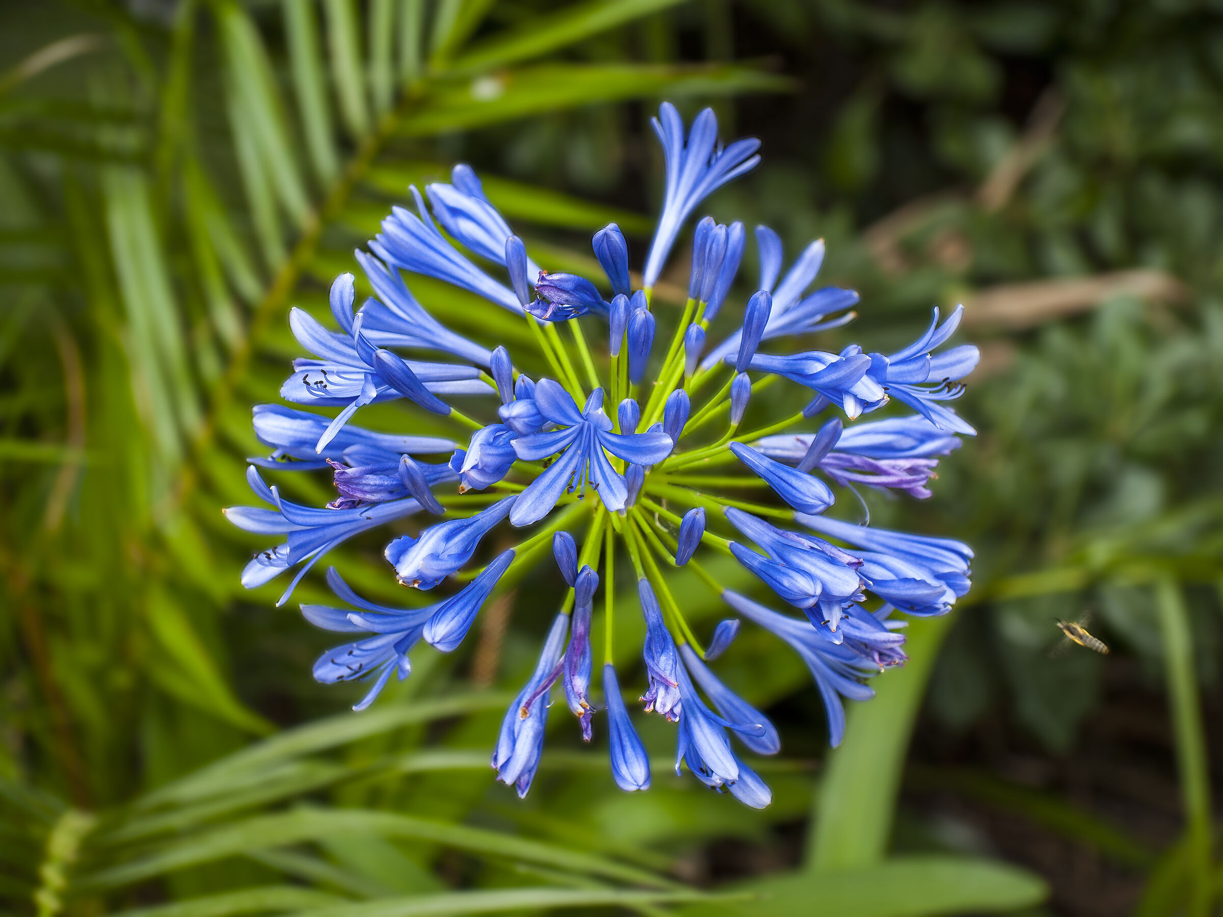 Agapanthus africanus con estimatore in avvicinamento...