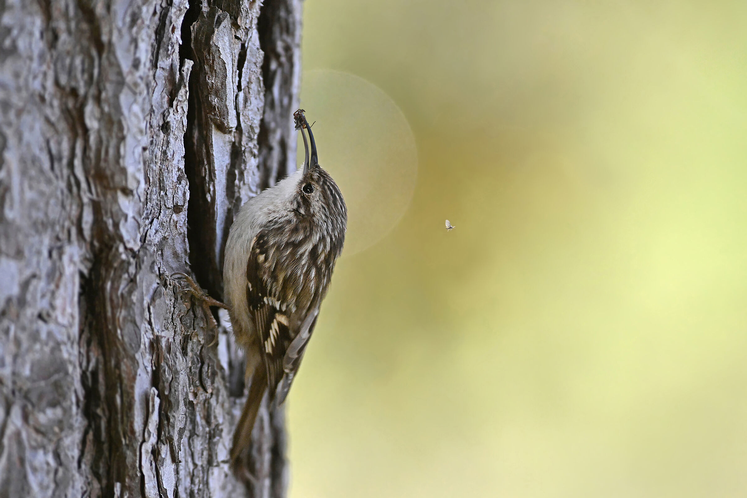 Storie di piume 10  ( Rampichino )