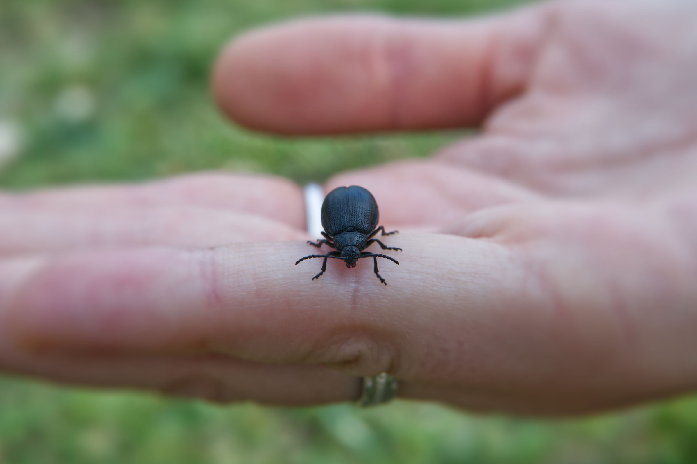 Piccolo Crisomelide nero