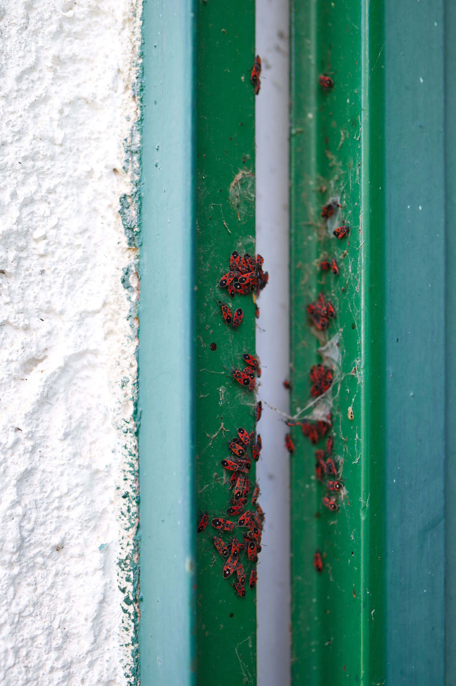 Esercito di Melanocoryphus albomaculatus