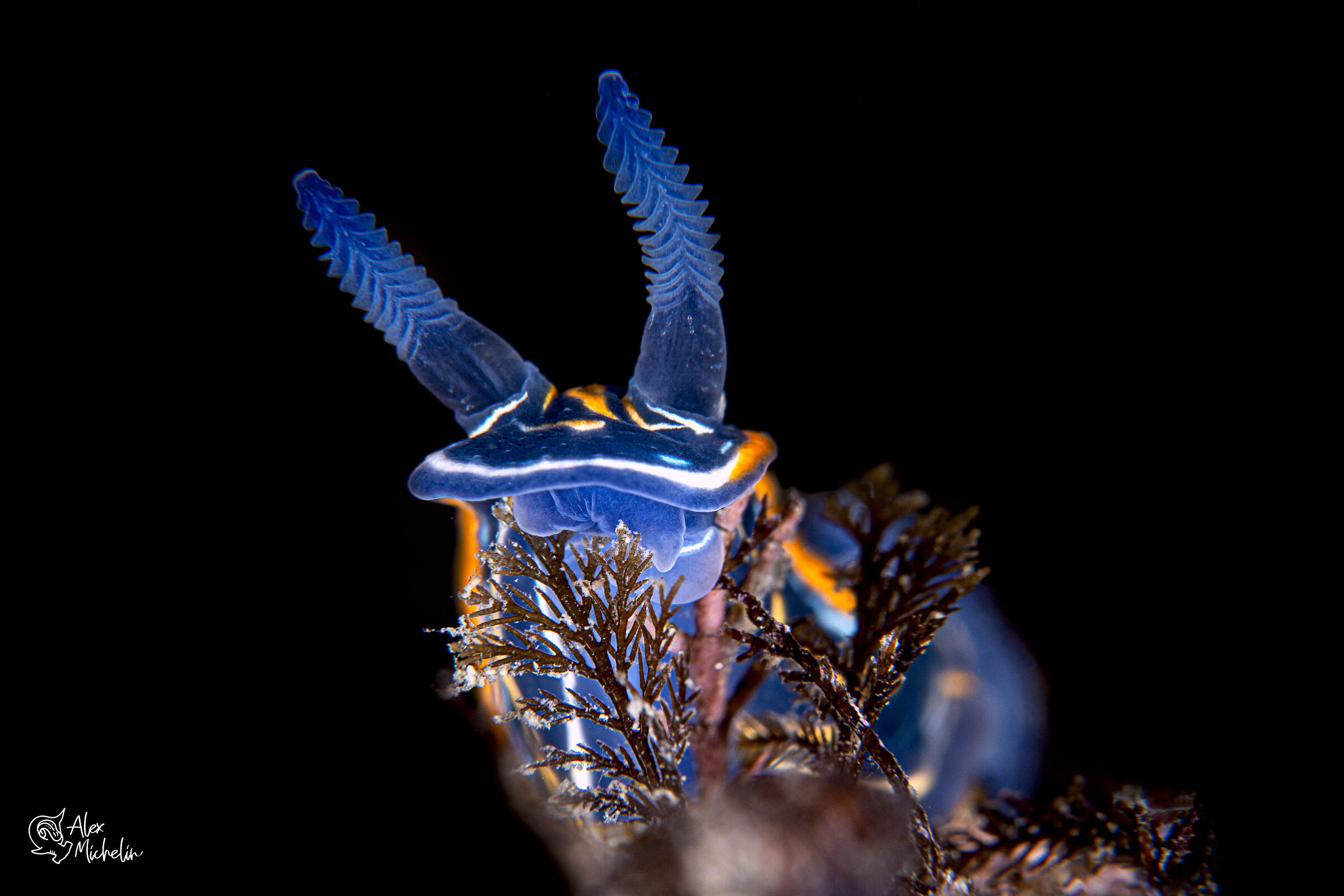 felimare villafranca