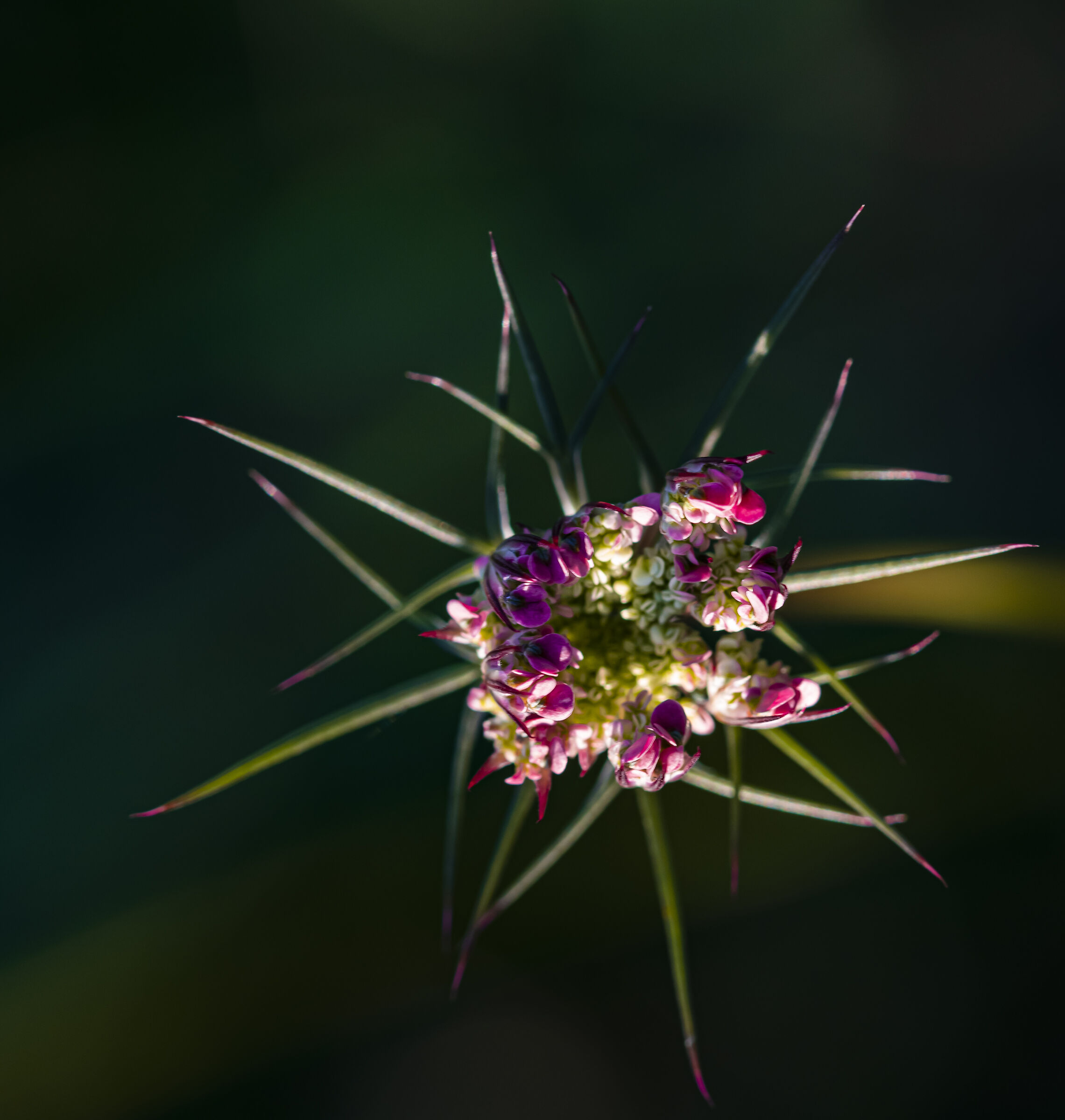 wild carrot
