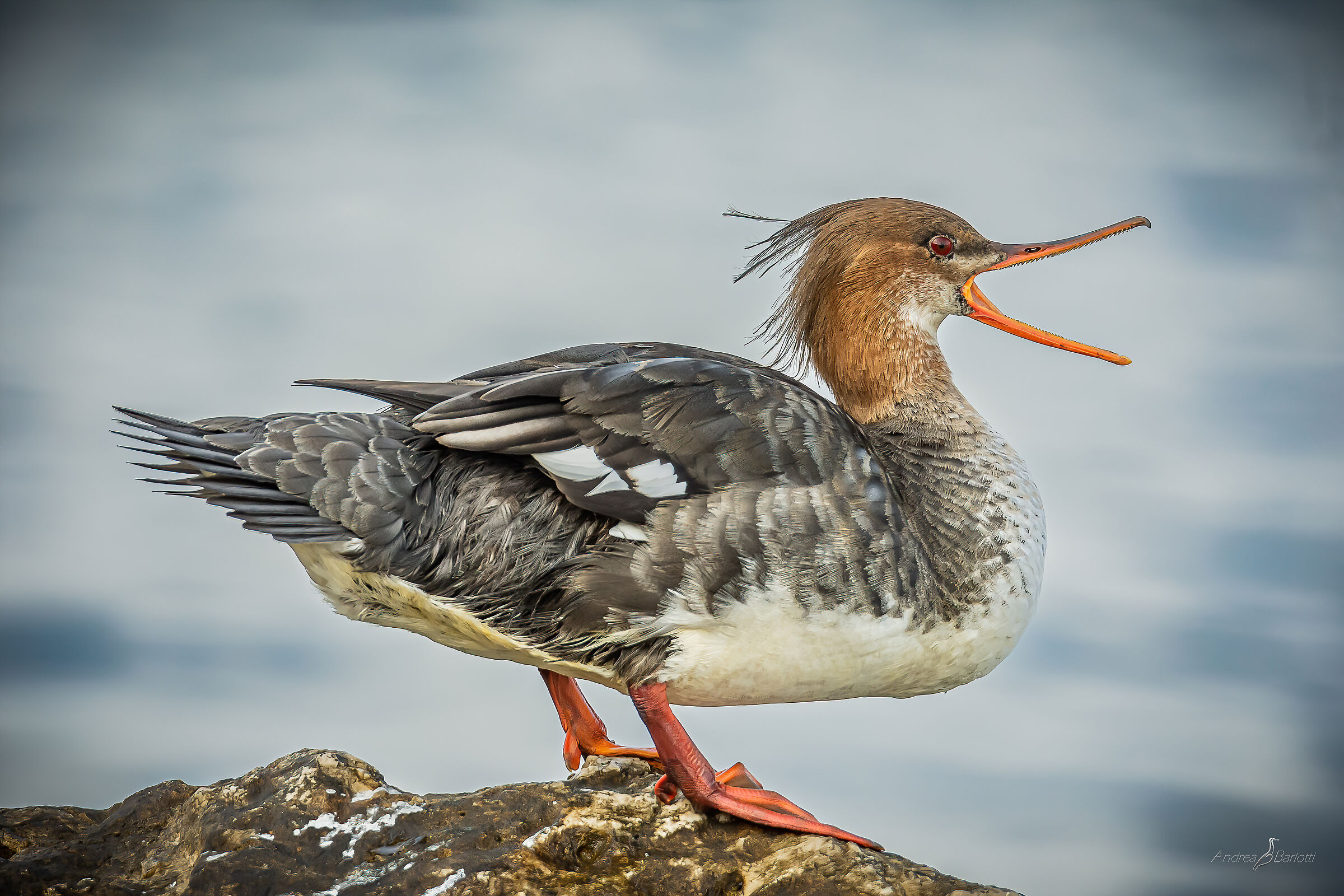 Lesser Merganser 1