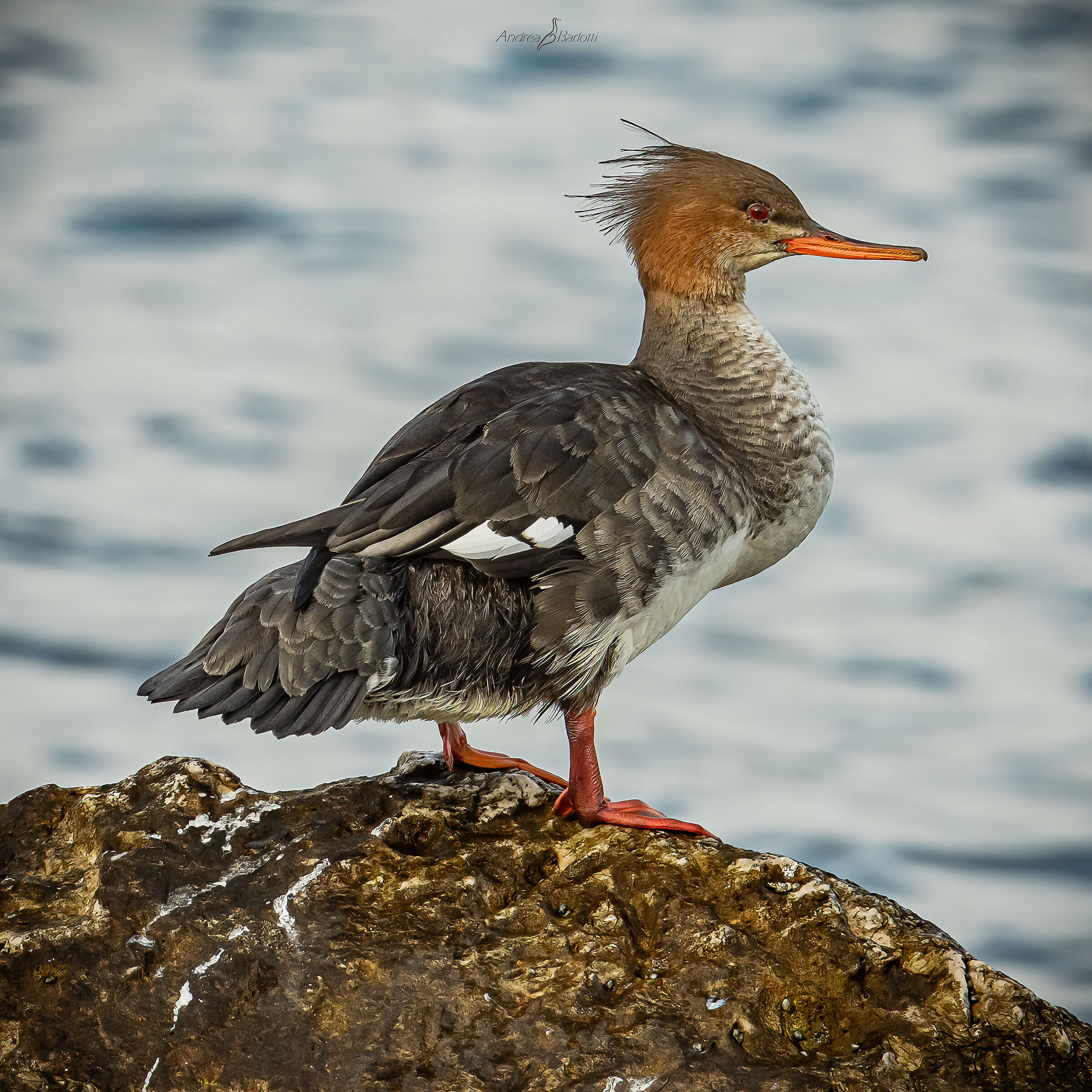 Lesser Merganser 2