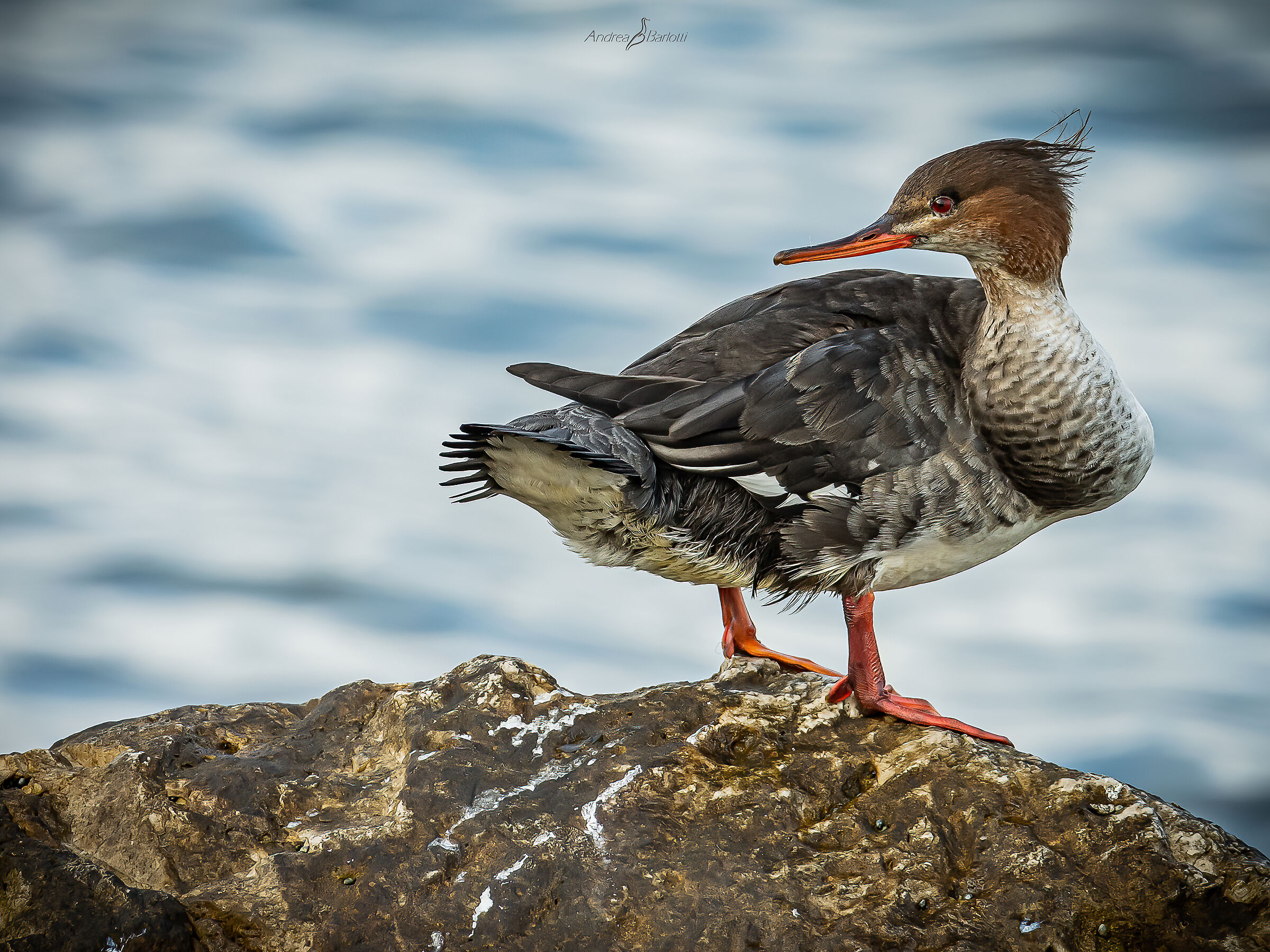 Lesser Merganser 3