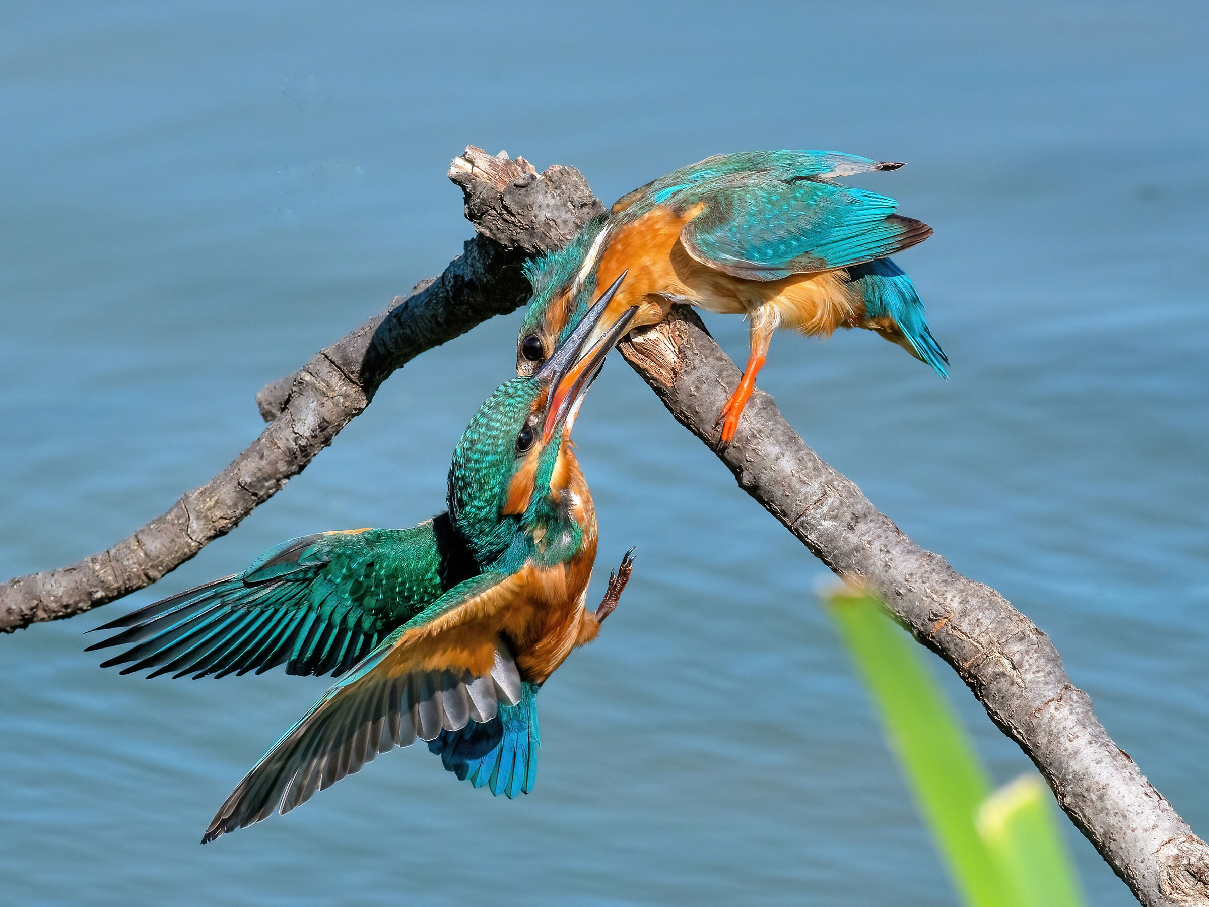 Bisticci tra Martin pescatori
