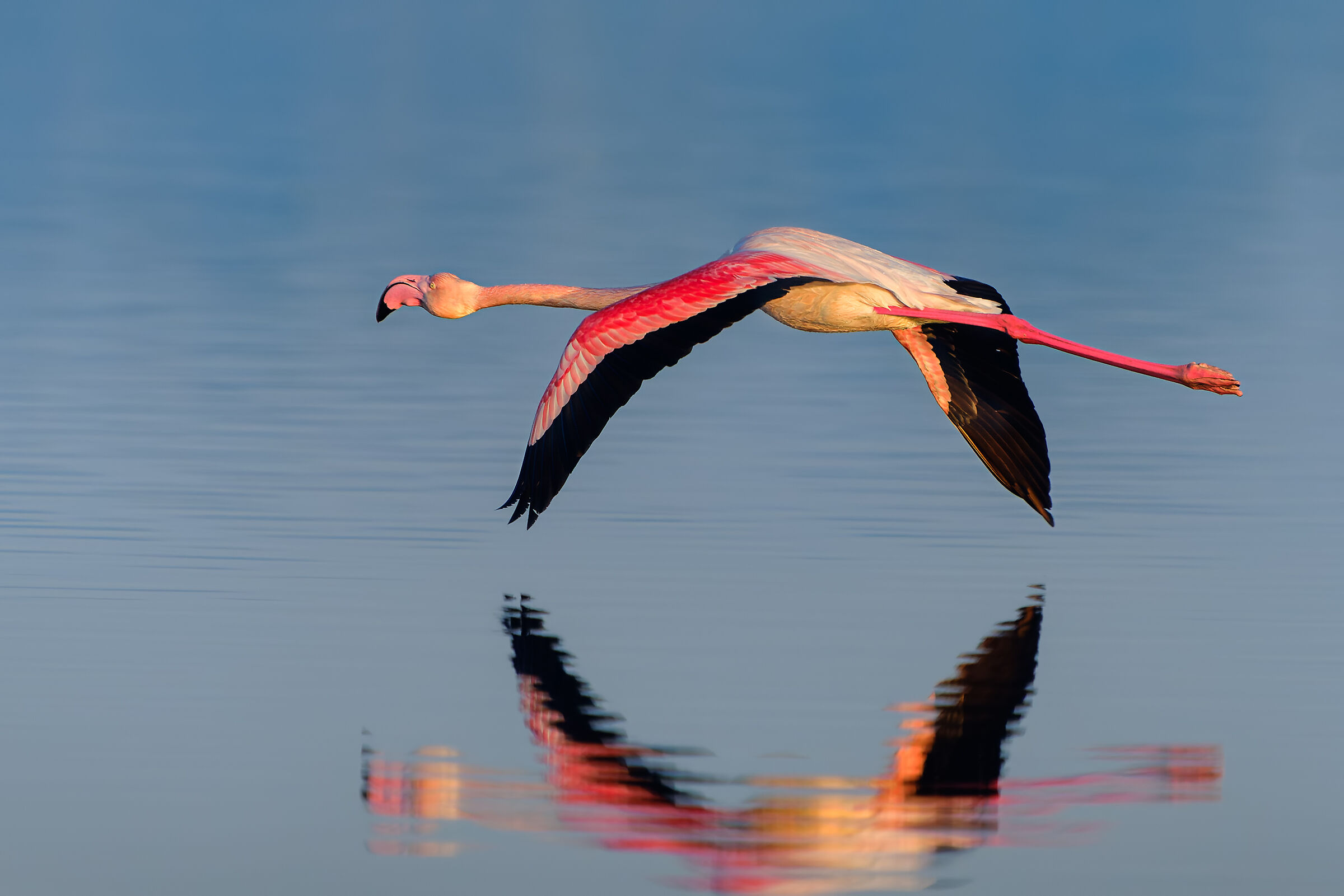 "Pink" flamingo
