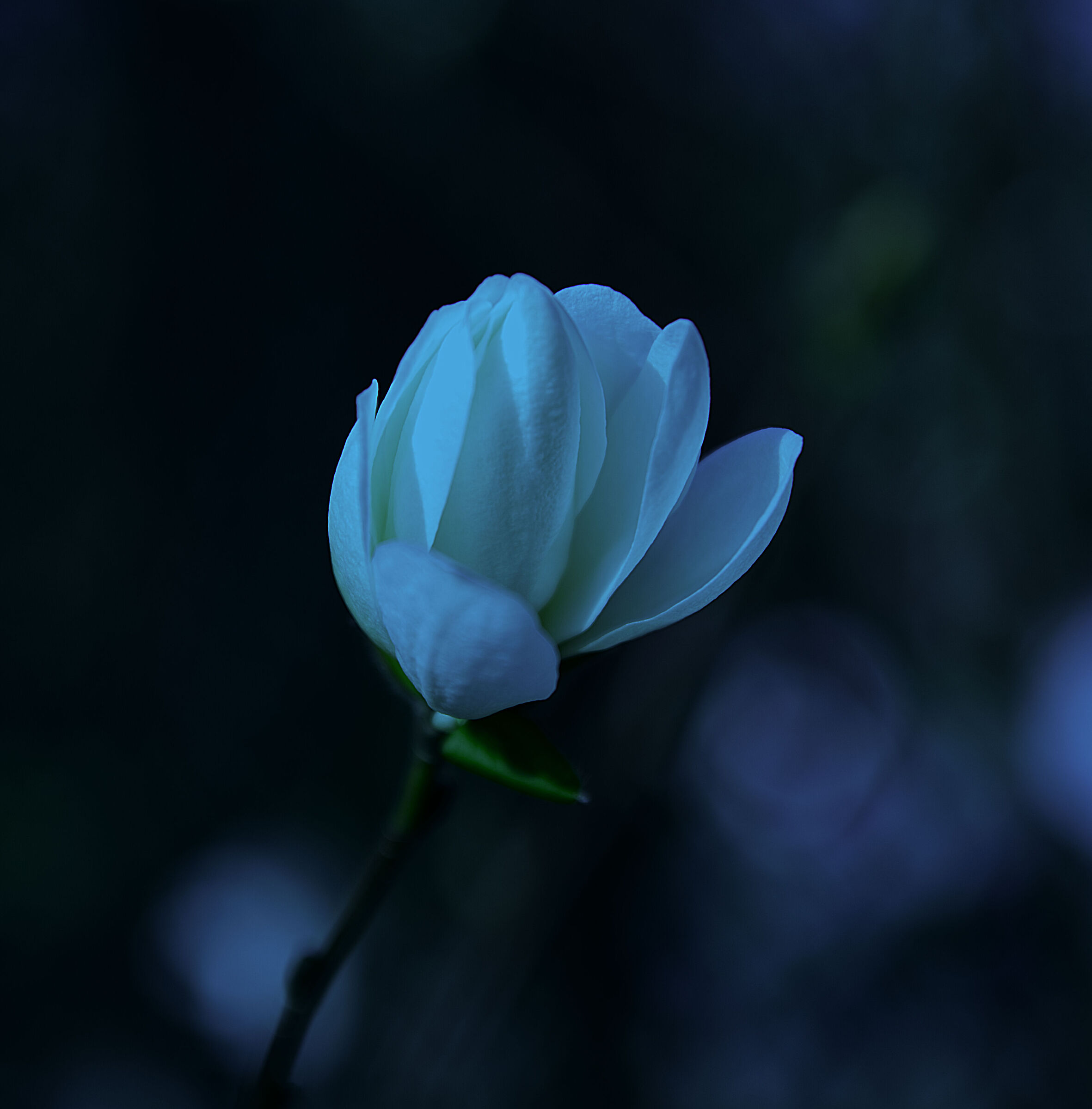 Magnolia stellata...