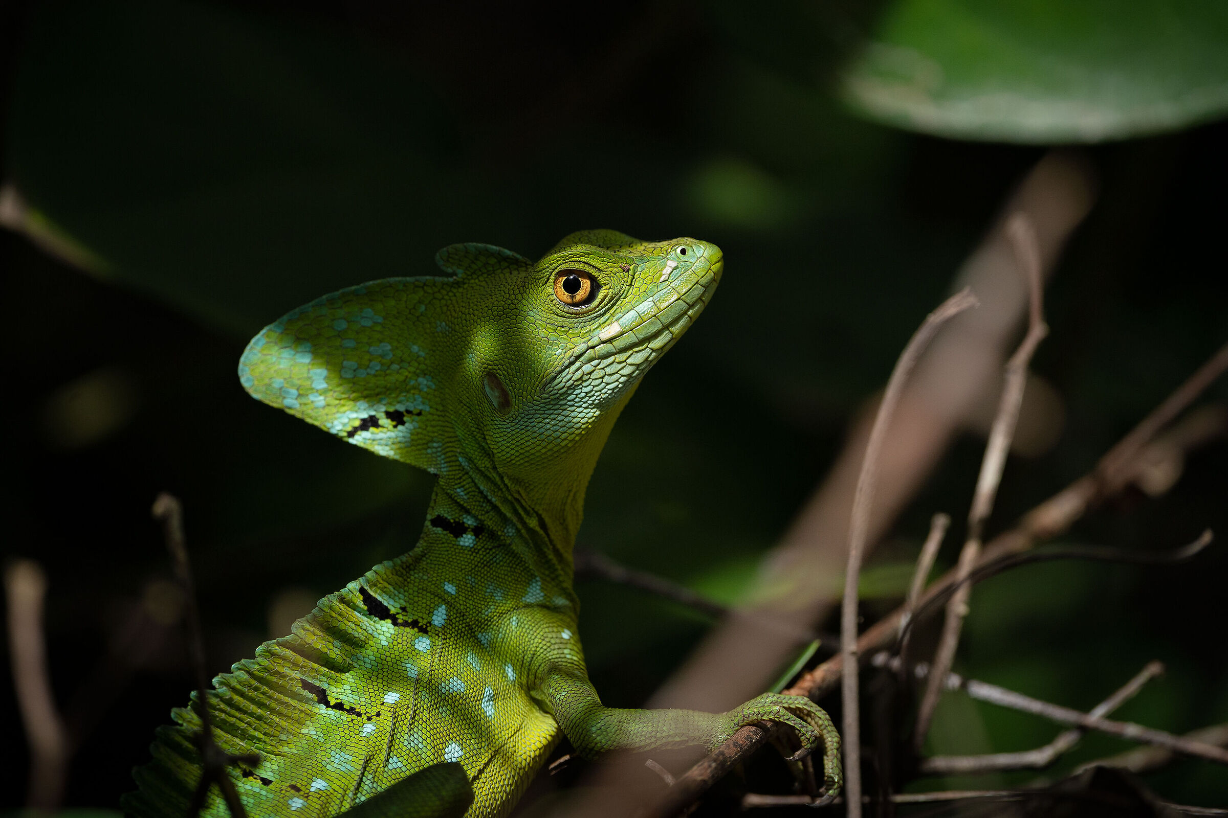 Basilisco verde (Basiliscus plumifrons)