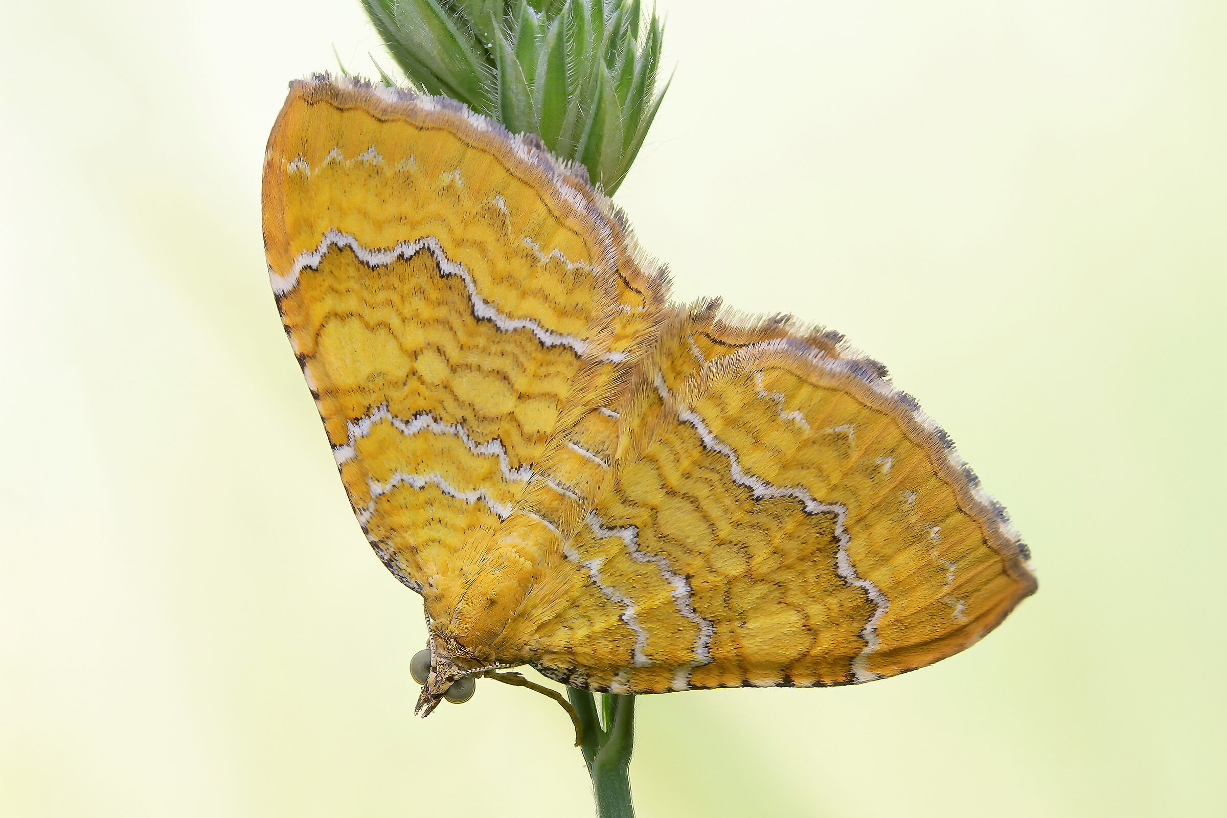 Bilineated camptogram