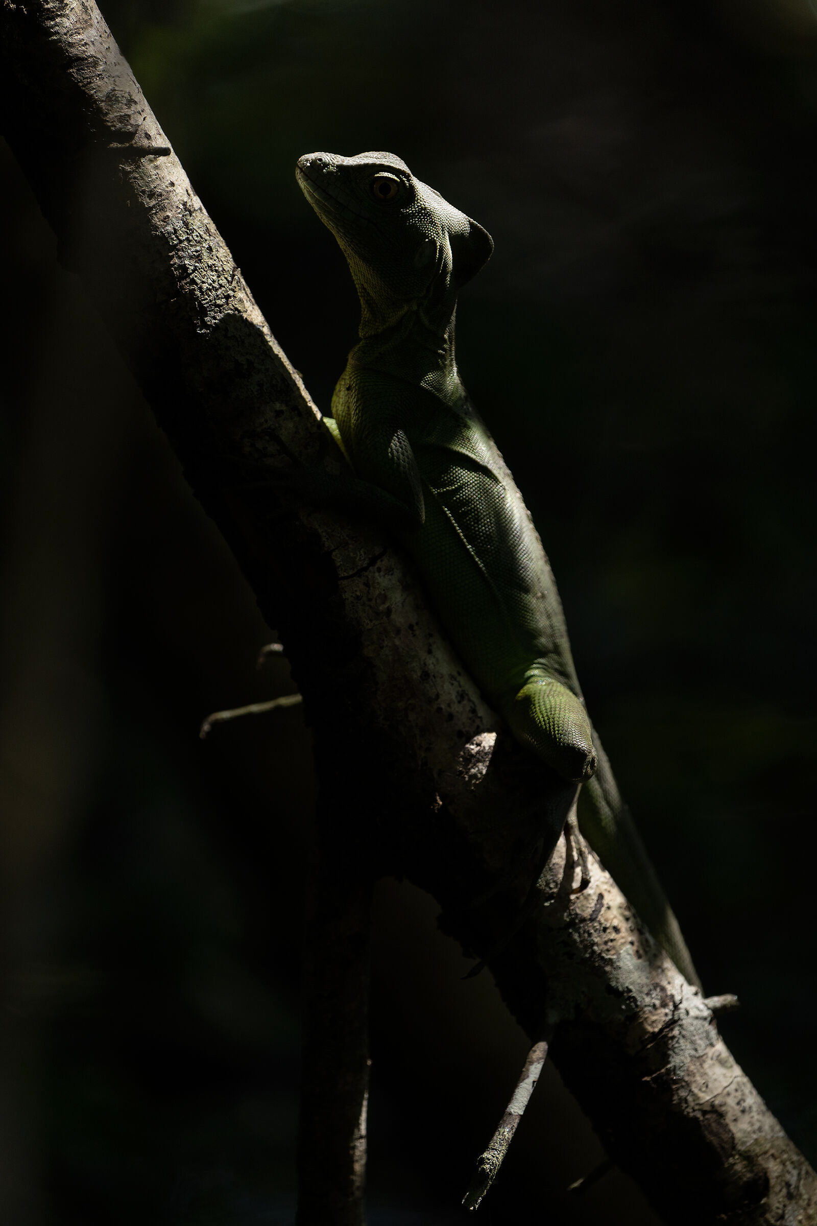 Basilisco verde (Basiliscus plumifrons)