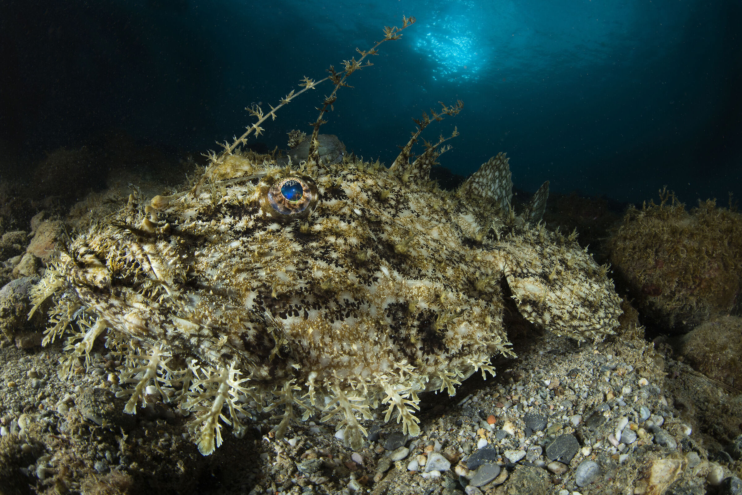 Monkfish (close-up portrait)