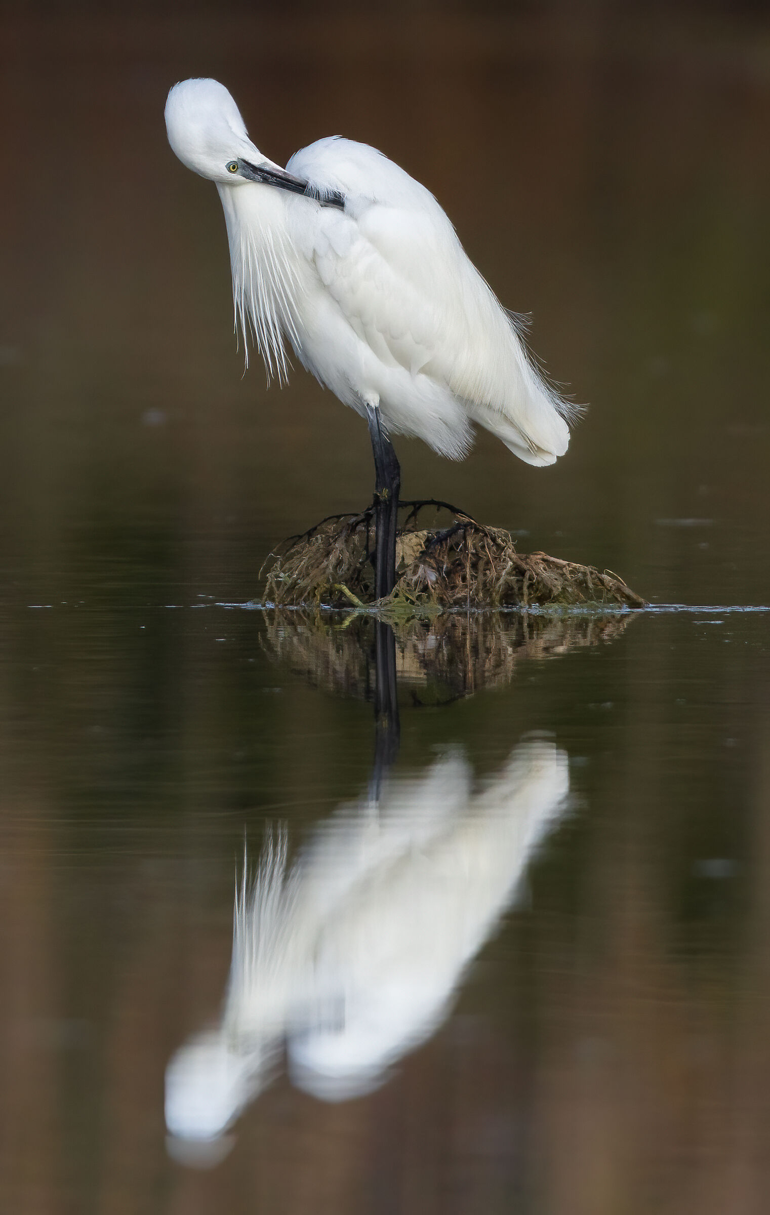 Cleaning the egret