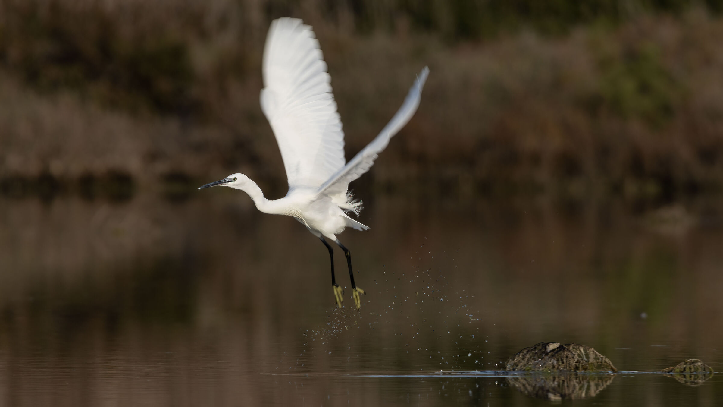 The flight