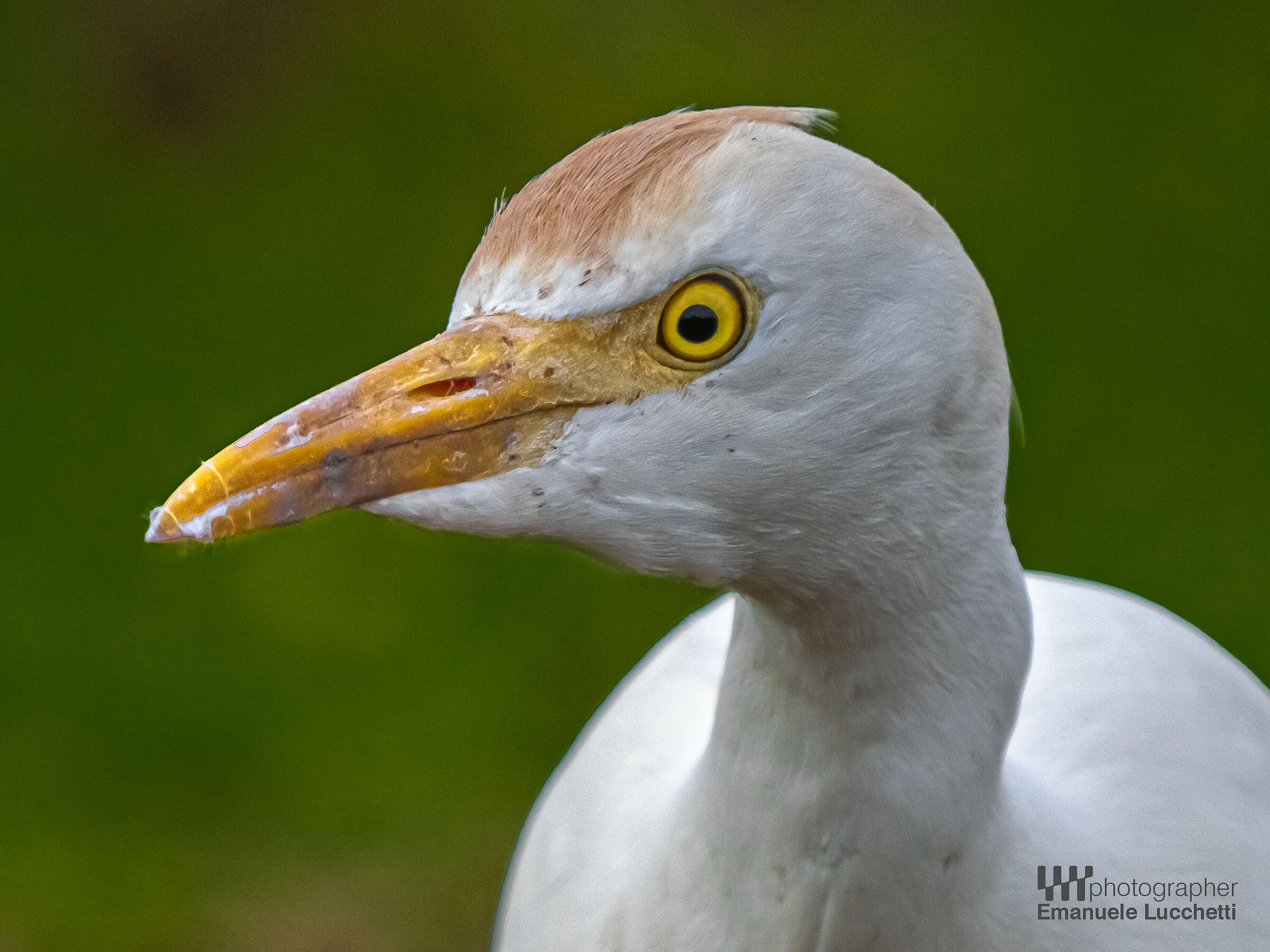 Cattle egret