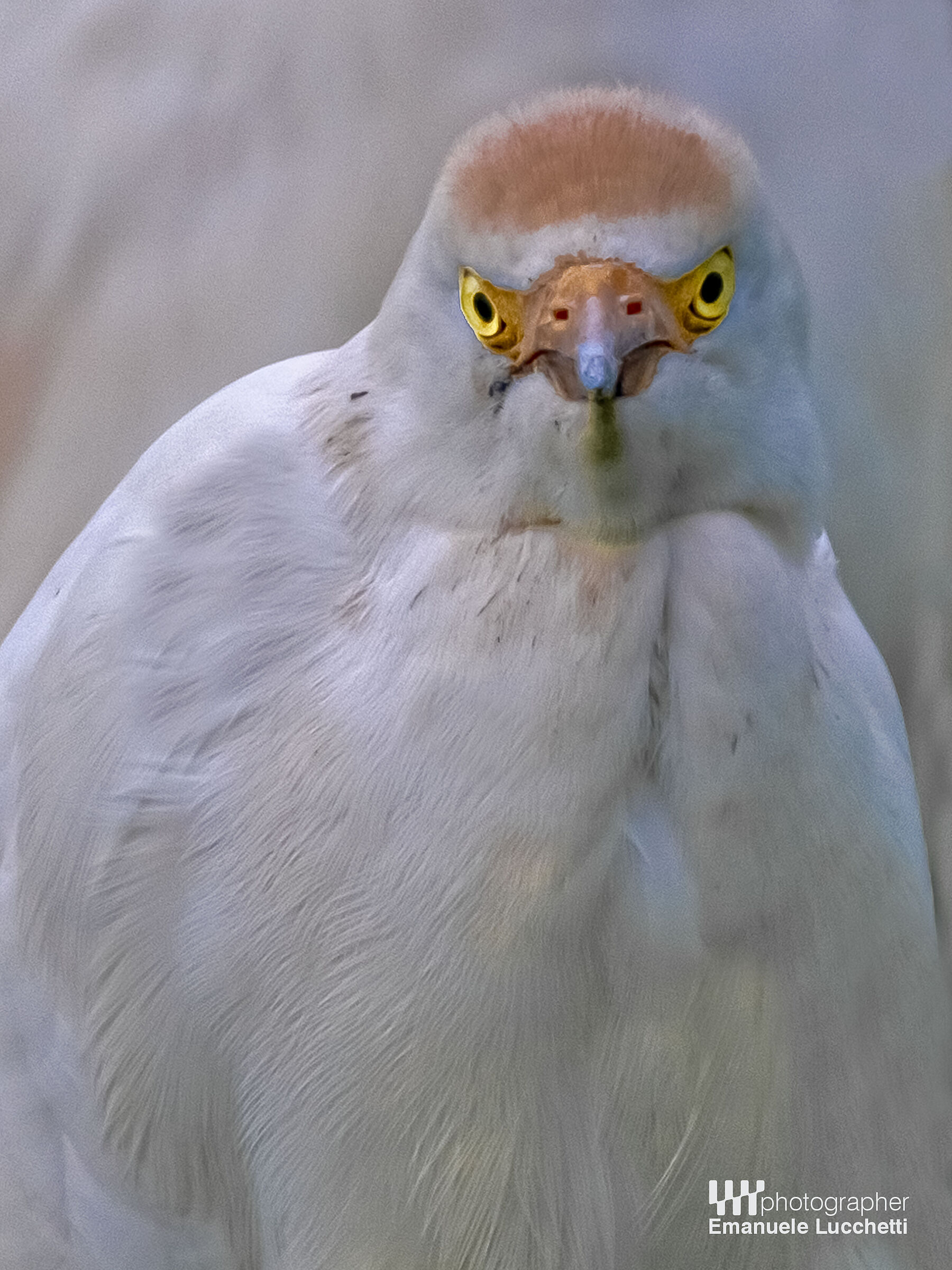 Cattle egret