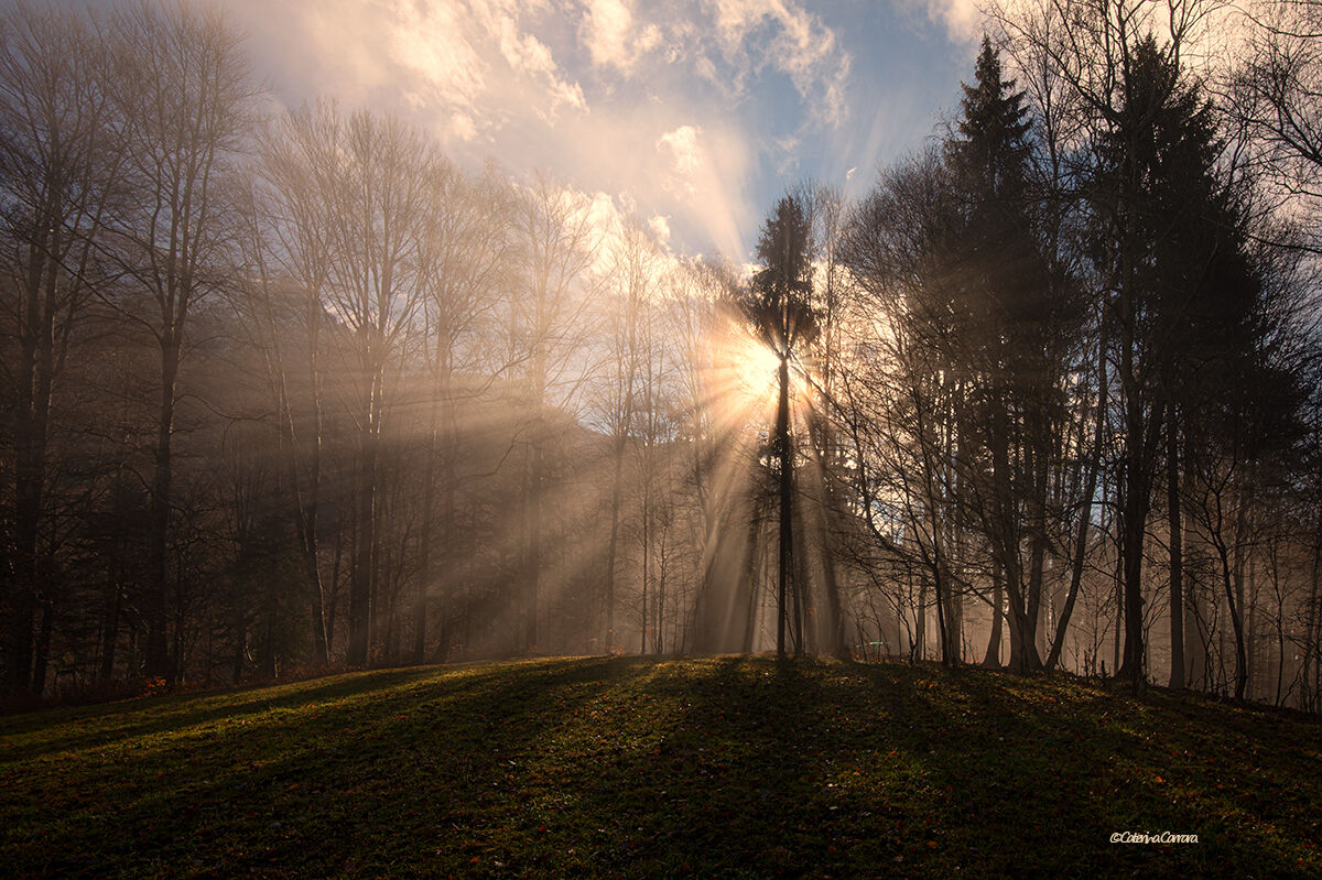 Fasci di luce nel bosco!
