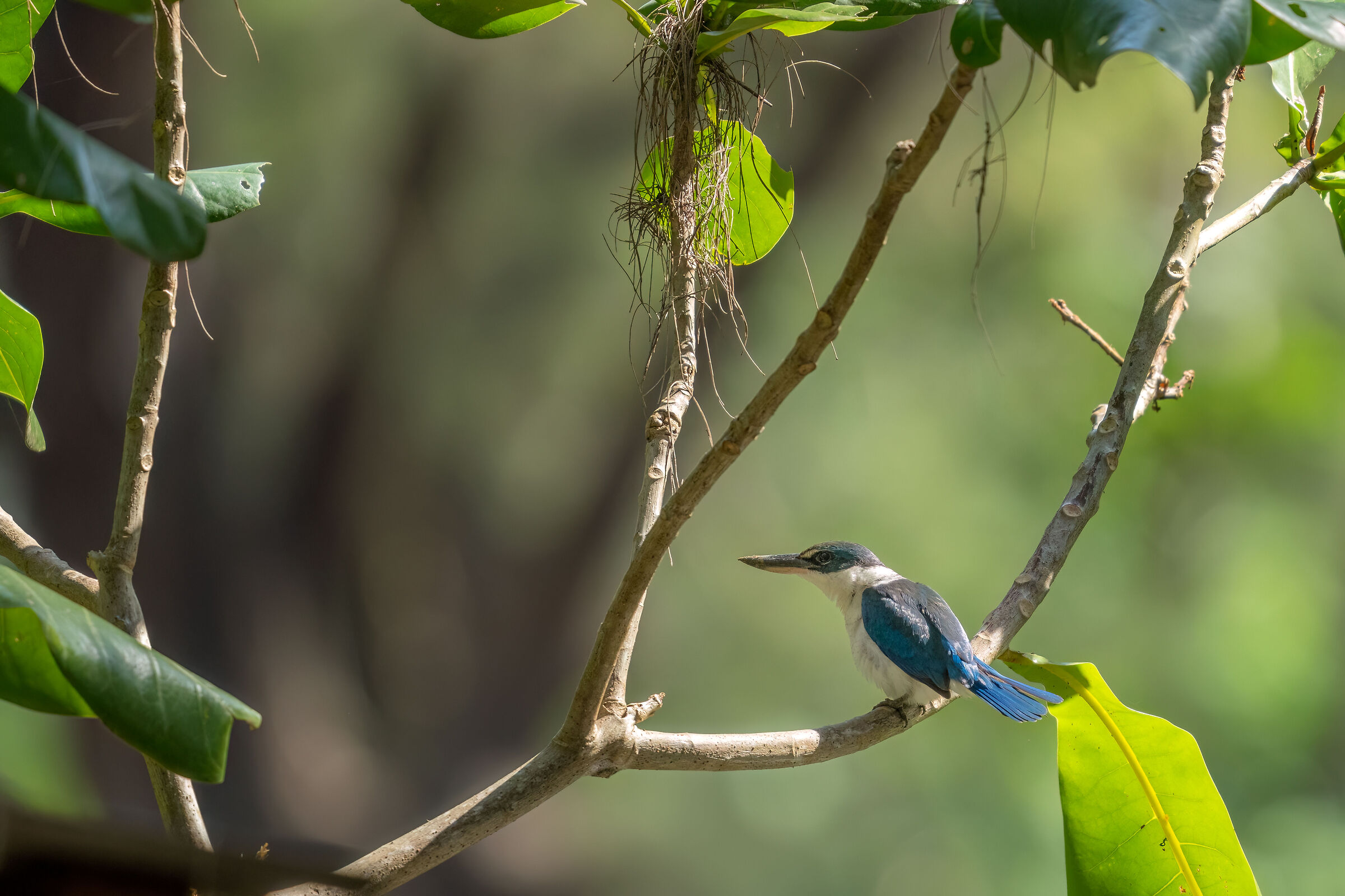 Kingfisher collared (Todiramphus chloris)