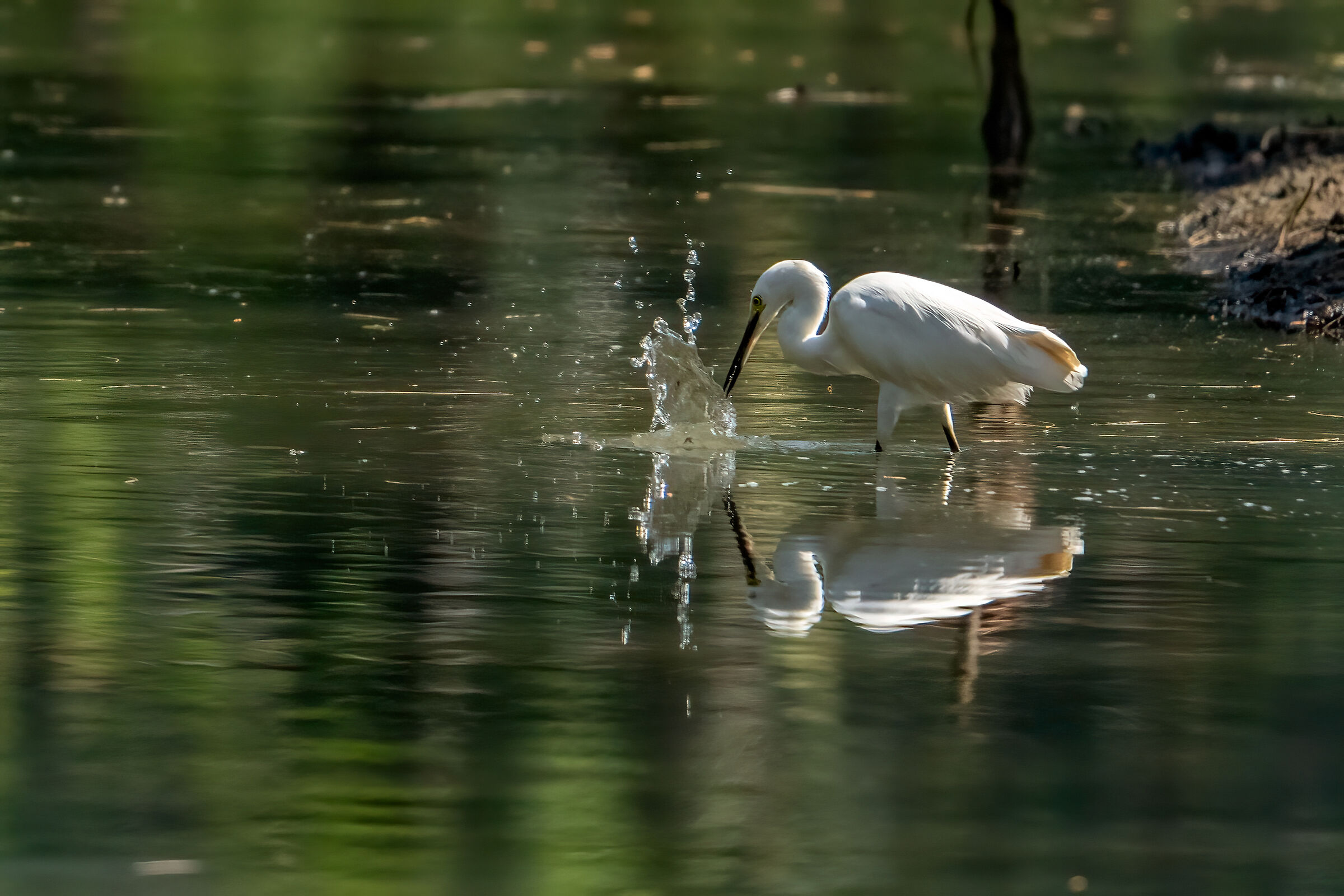 Little Egret (Egretta Garzetta)