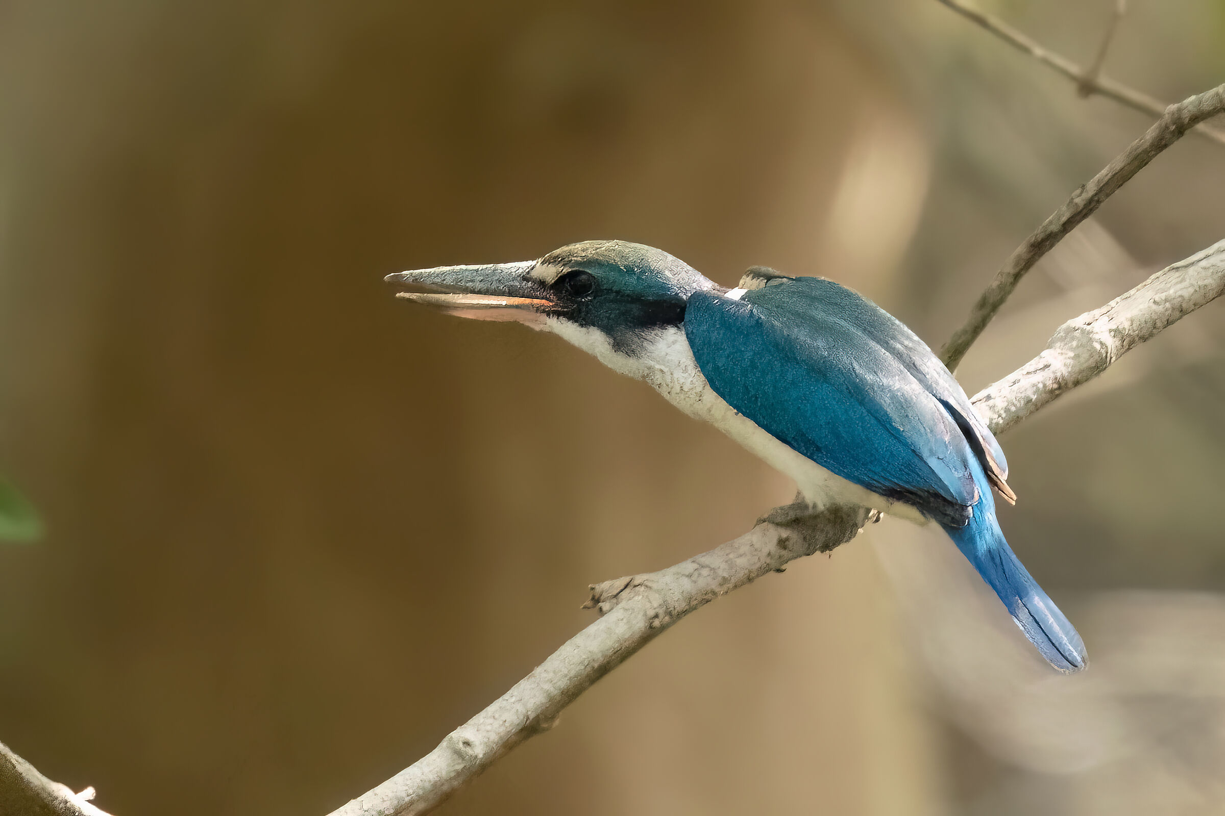 Kingfisher collared (Todiramphus chloris)
