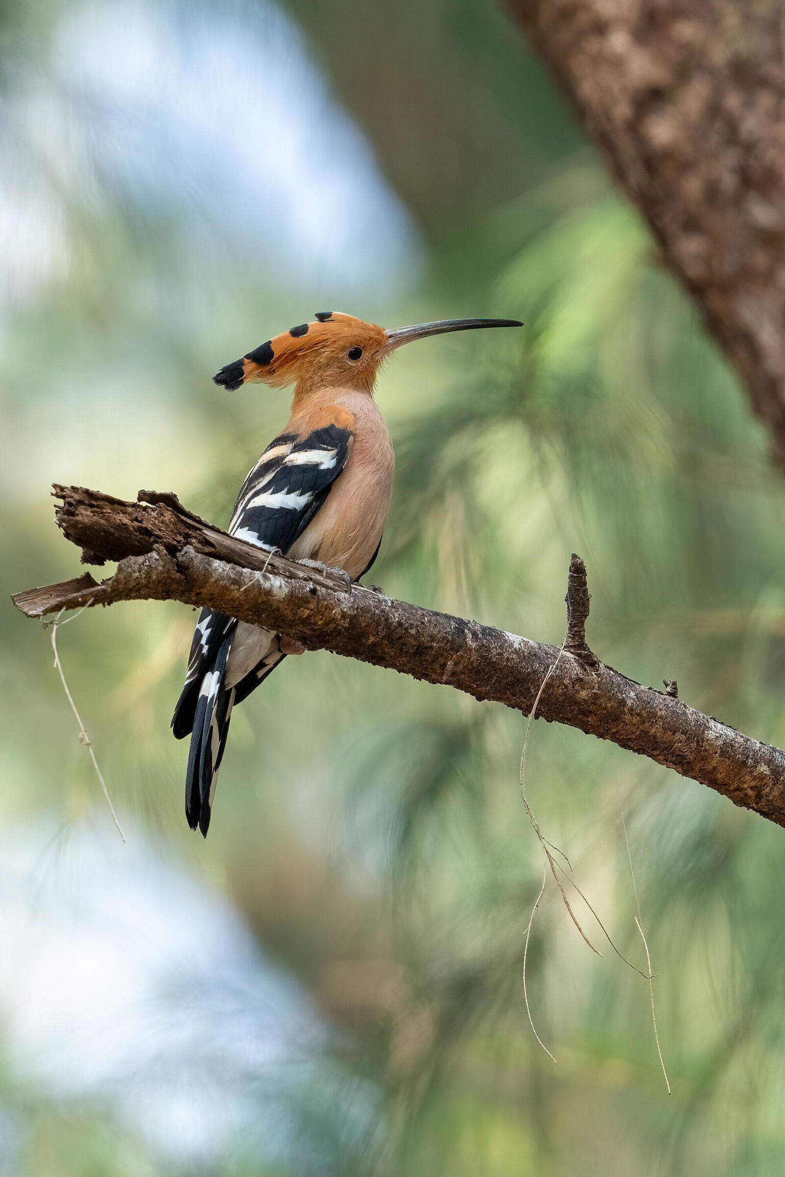Common Hoopoe (Hoopoe epops)