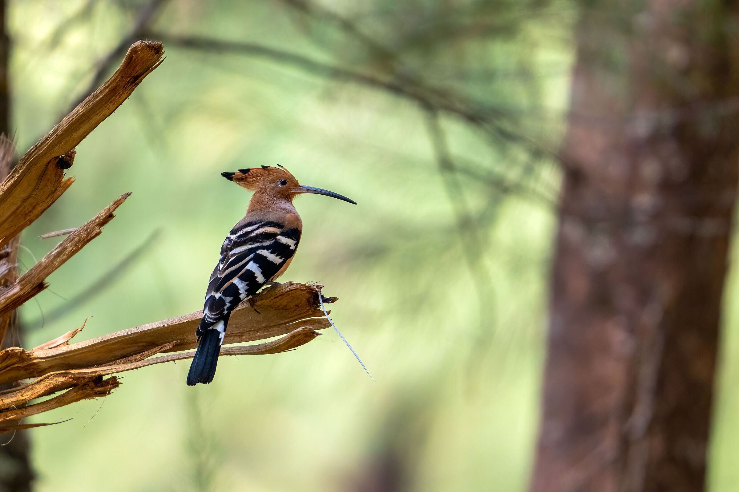 Common Hoopoe (Hoopoe epops)