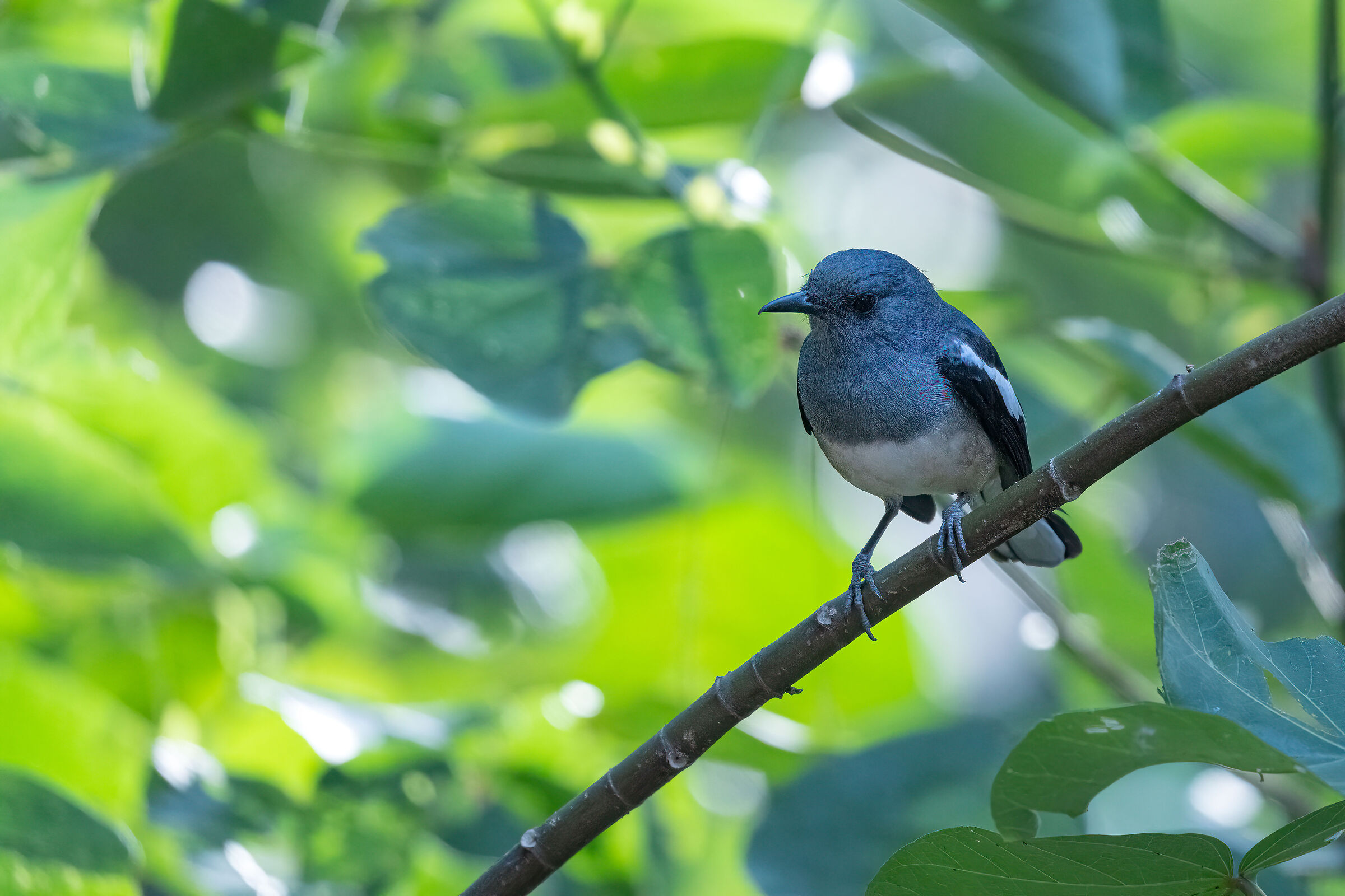 Oriental Magpie Robin (Copsychus saularis)