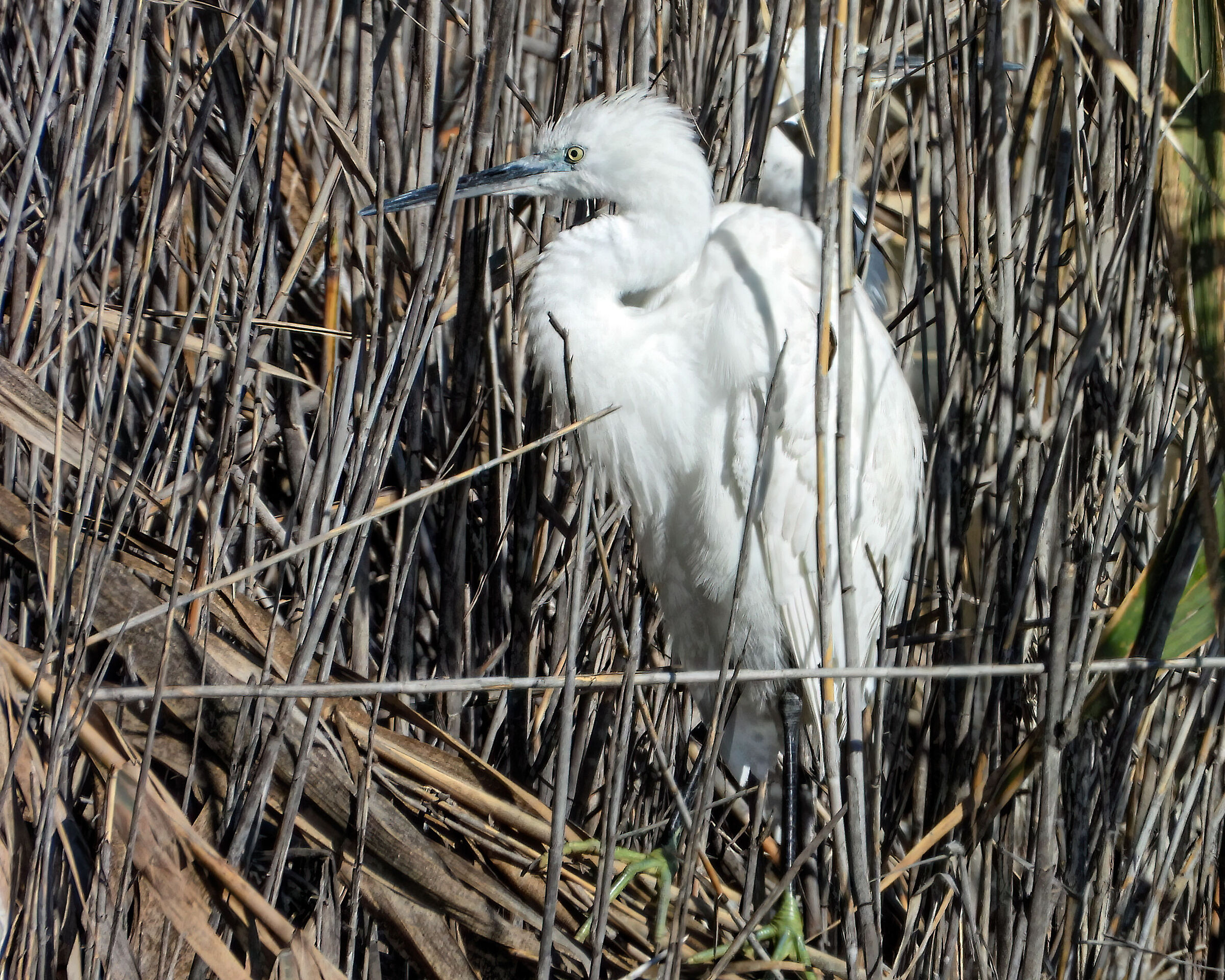 Egret