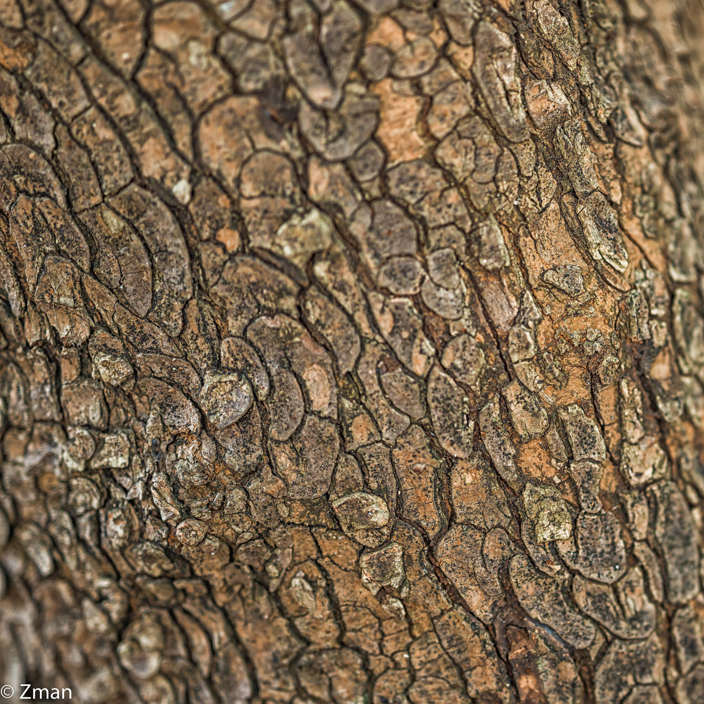 Struttura dell'albero di quercia
