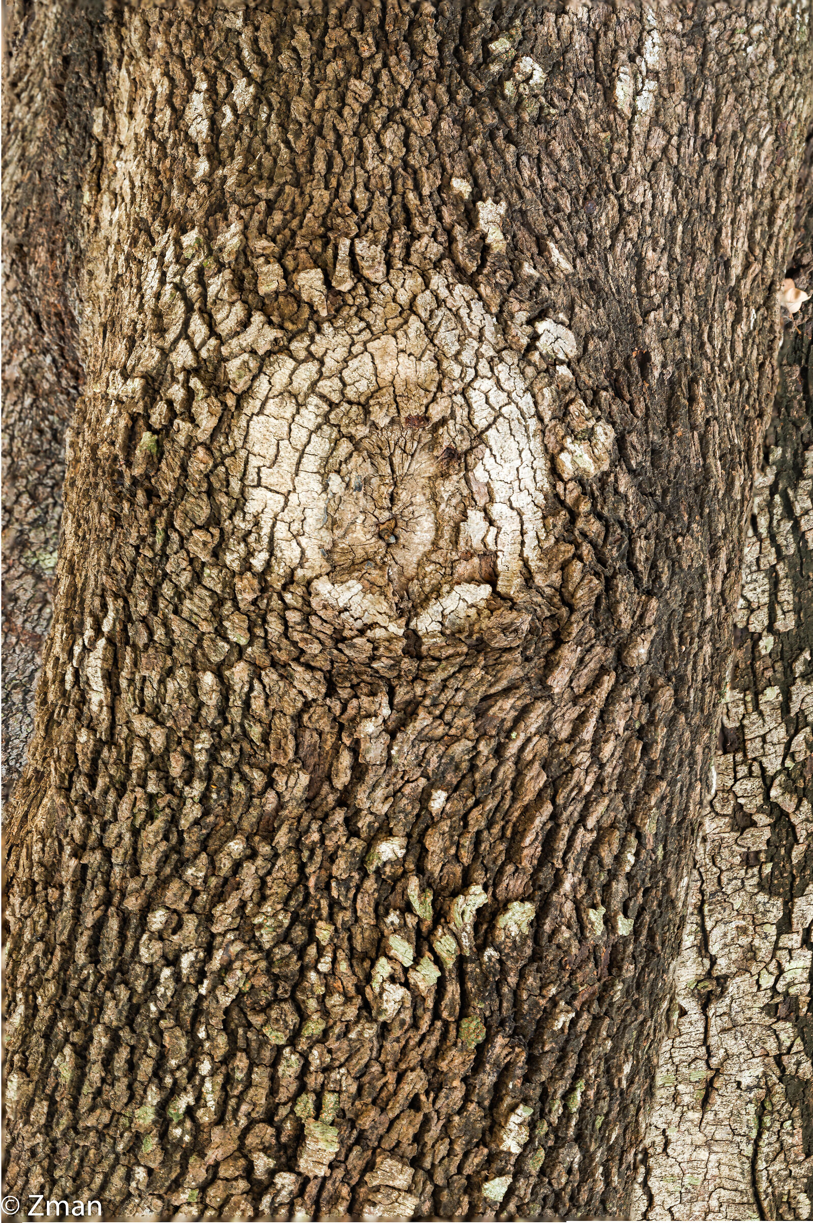 Struttura dell'albero di quercia