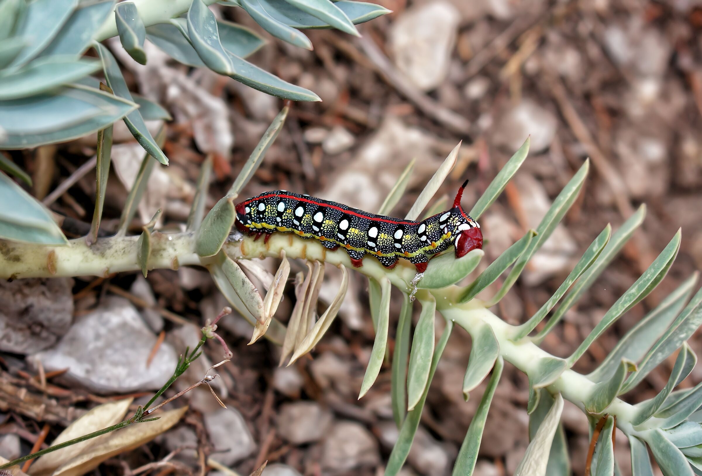 Hyles Euphorbiae.
