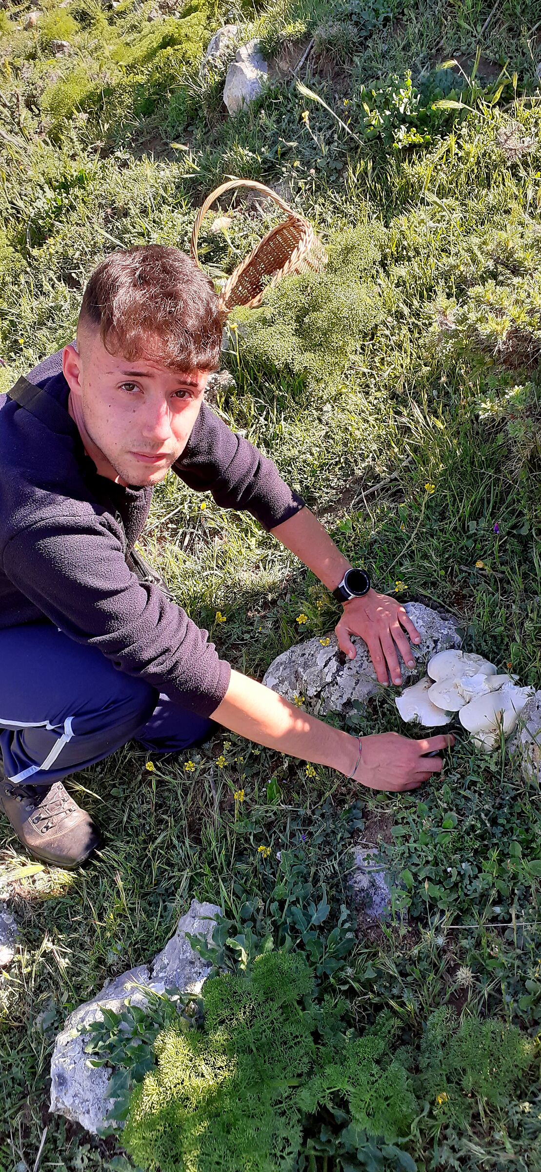 The very rare Pleurotus nebrodensis. 120 euros per kg